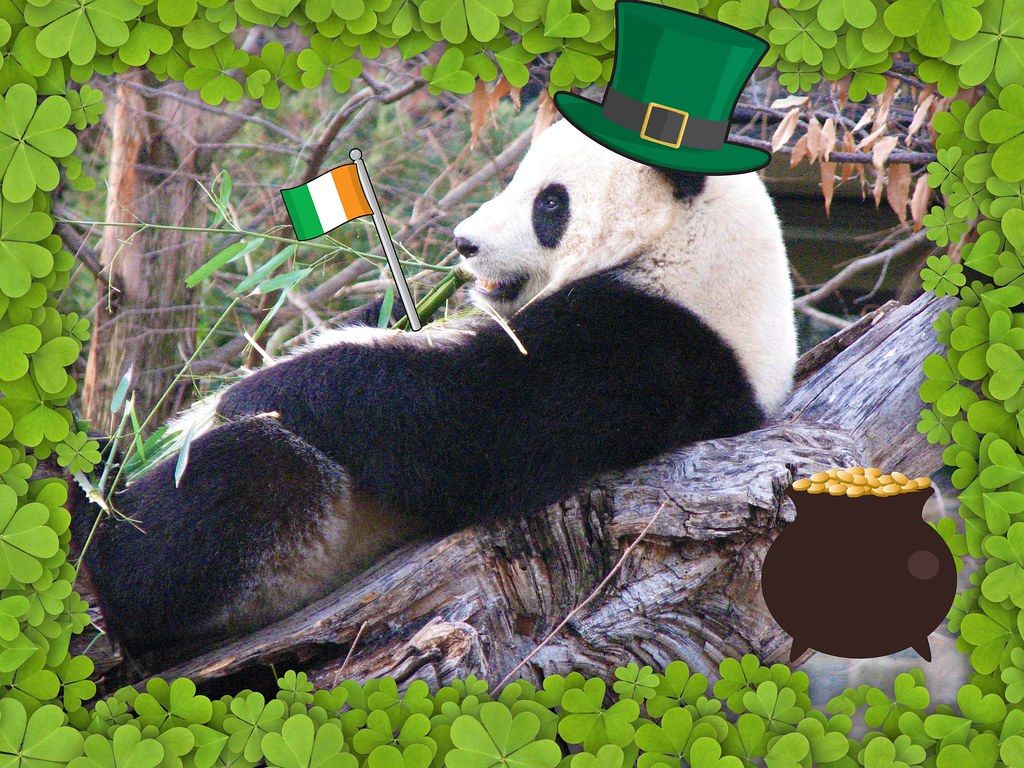 Happy St Patrick's Day!. ugh.too much corned beef and cab