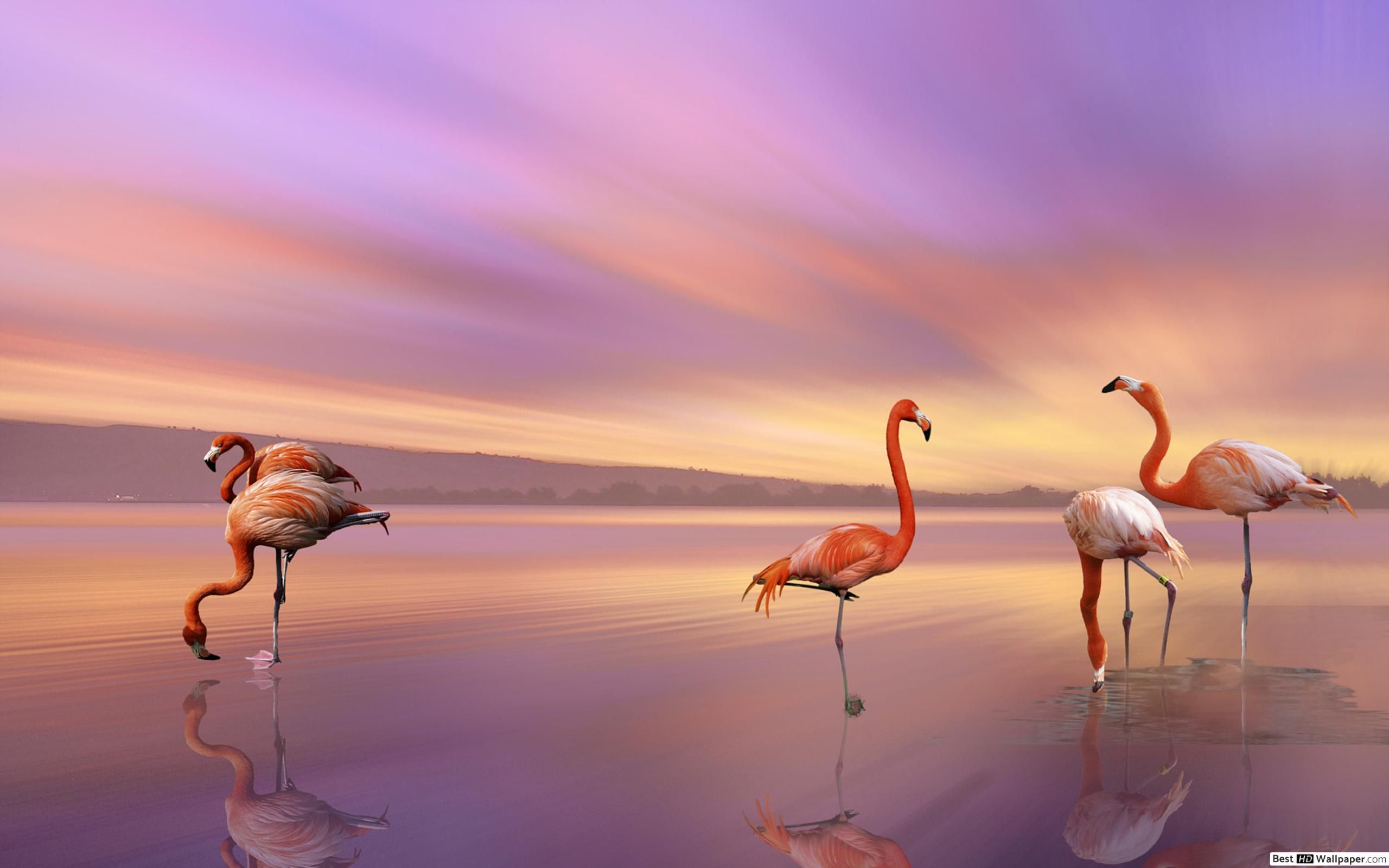 Adorable flamingos HD wallpaper download