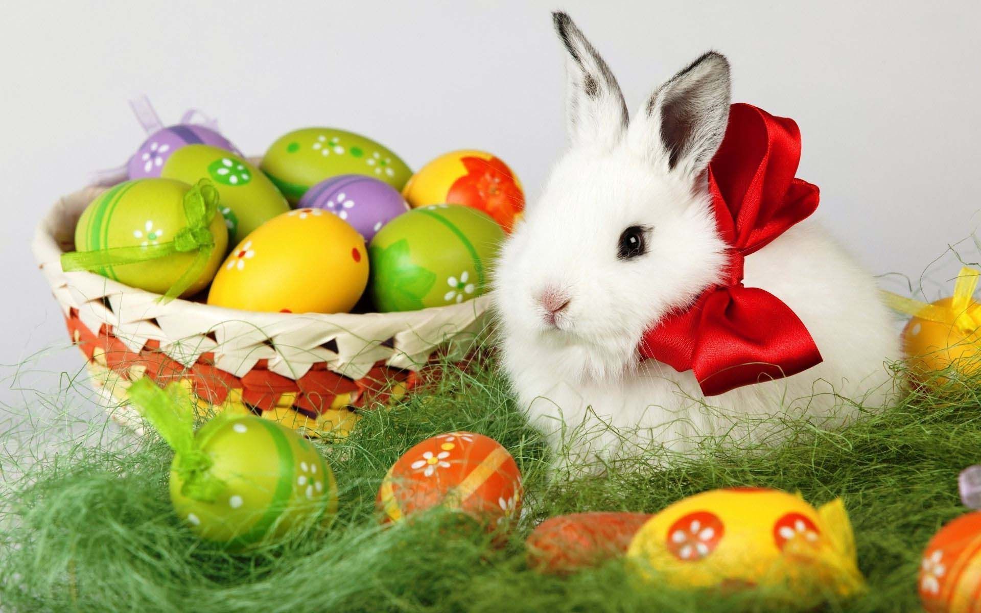 Easter Bunny And Eggs 1920x1200 Holiday Wallpaper. 動物