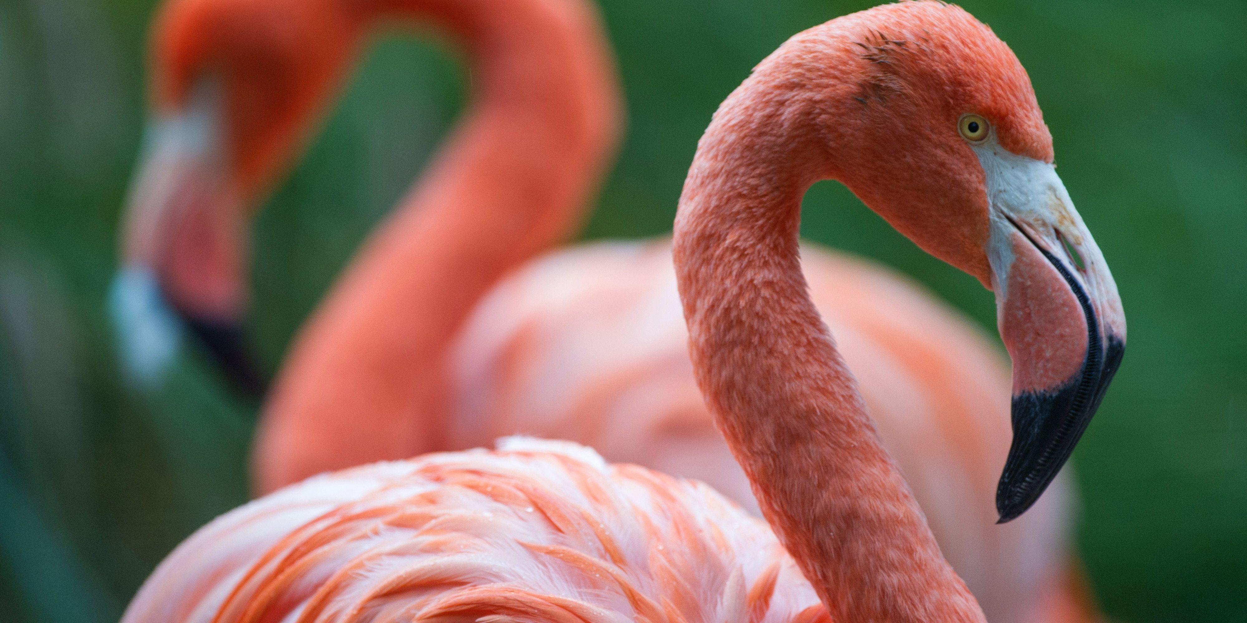Fun Flamingo Facts You Didn't Know About Flamingos