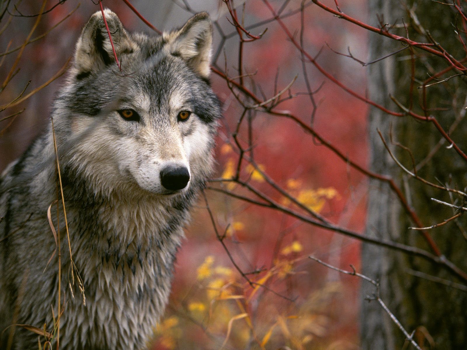 The Lookout Gray Wolf Wallpaper Wolves Animals Wallpaper in jpg
