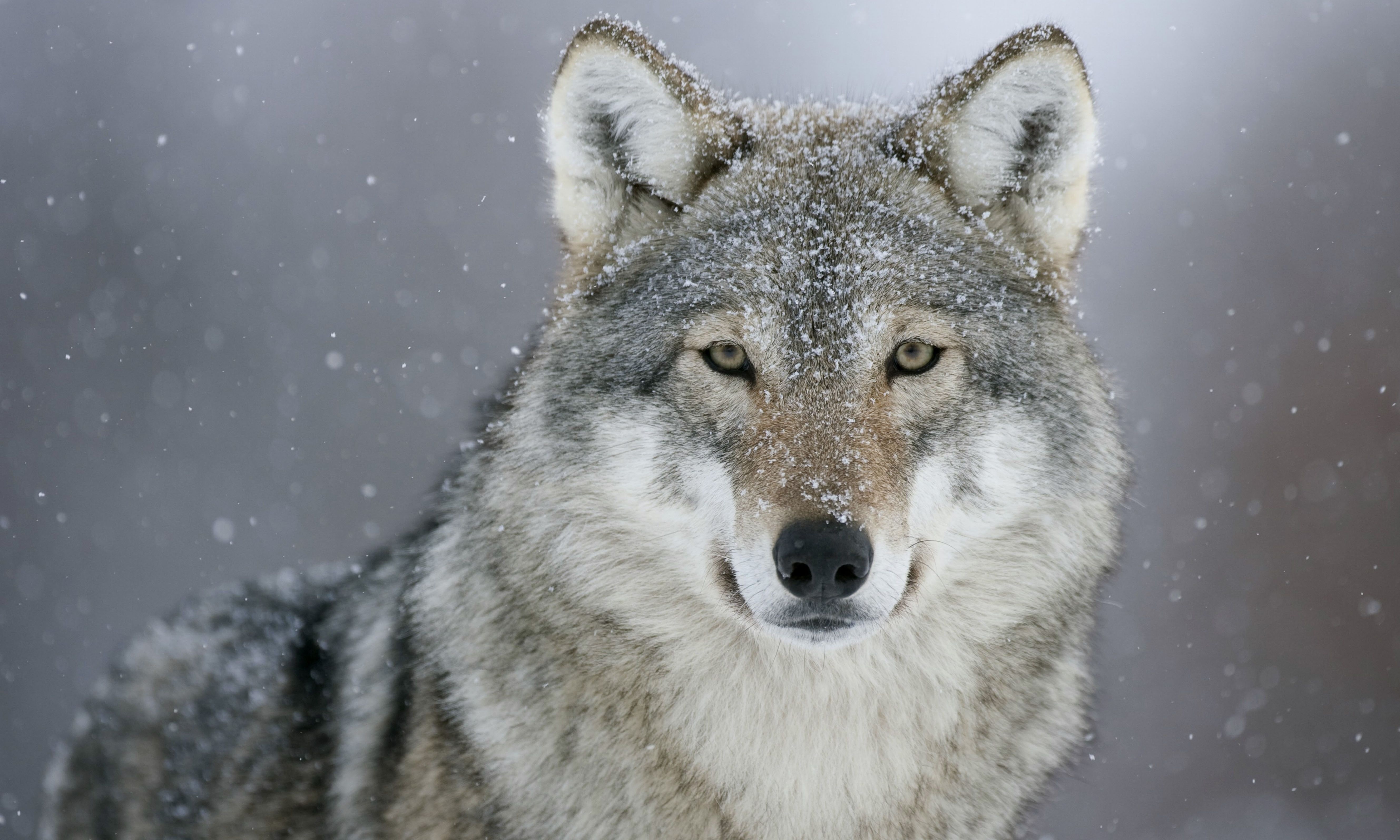 Gray Wolf HD Wallpaper 4k Wallpaper