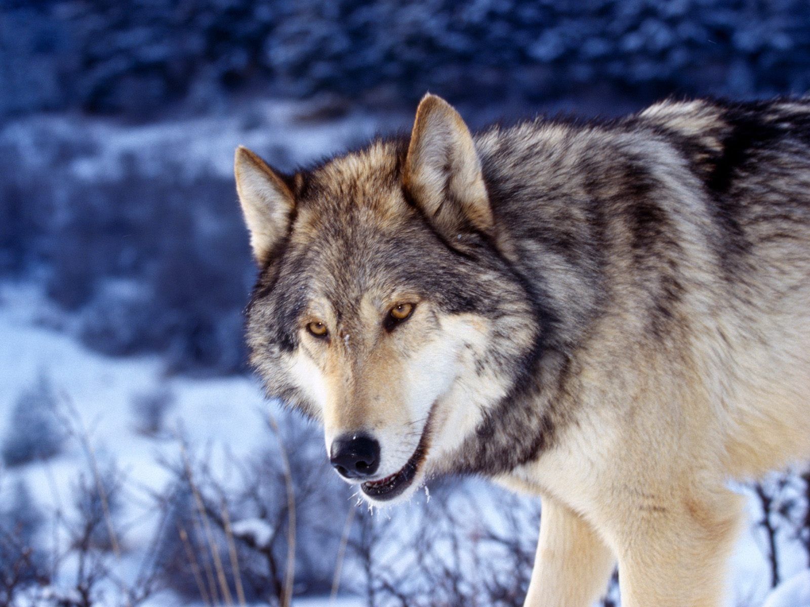 Gray Wolf In Snow Wallpaper Wolves Animals Wallpaper Wolf