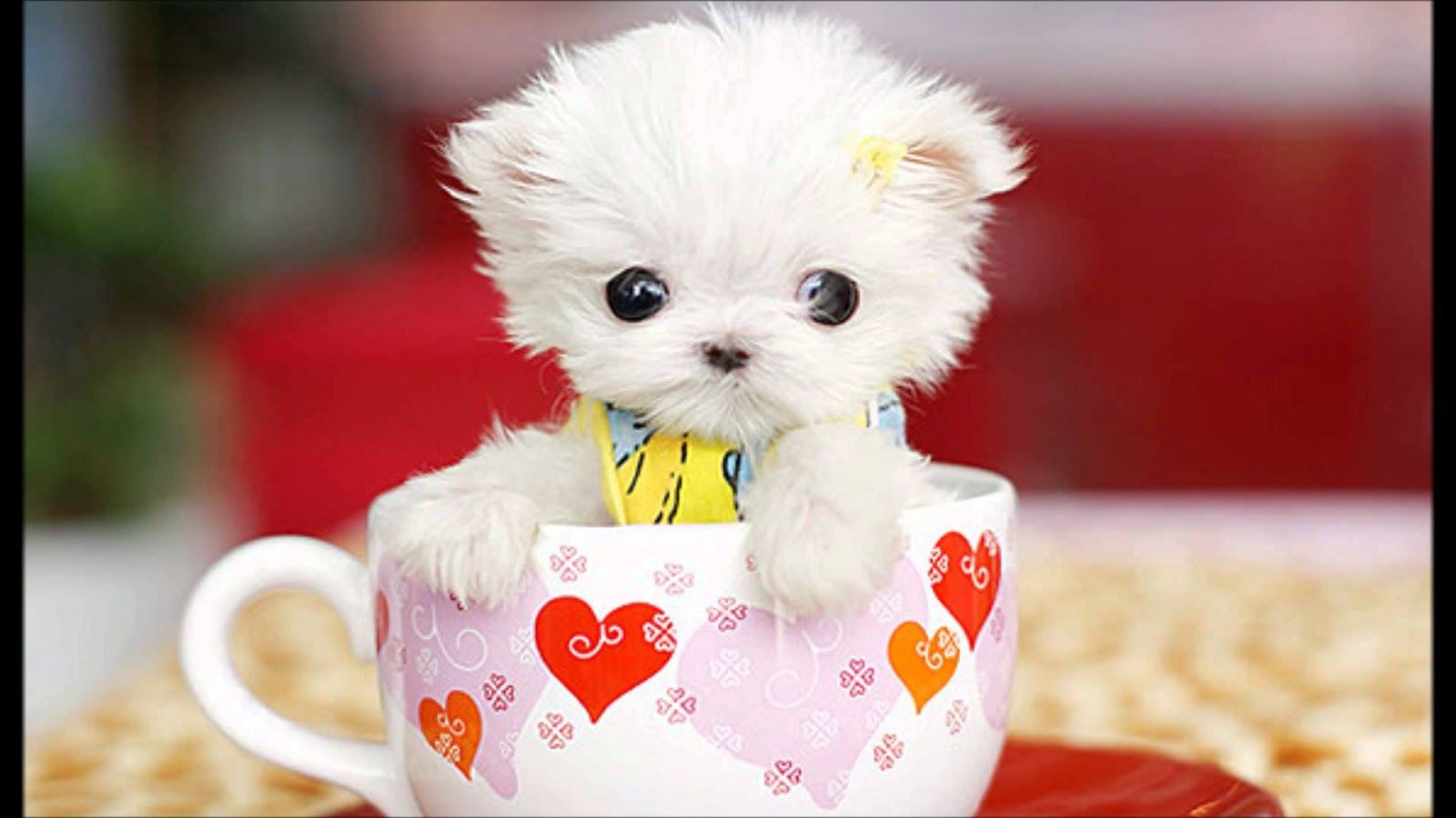 Teacup Maltese Puppies And Dog Picture Gallery Of