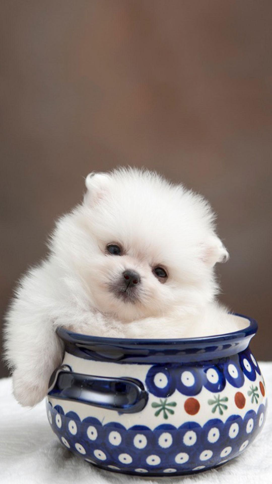Cute Pomeranian Wallpaper for Android