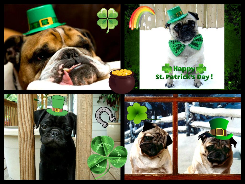 St Paddys Day with doggies pugs Fan Art