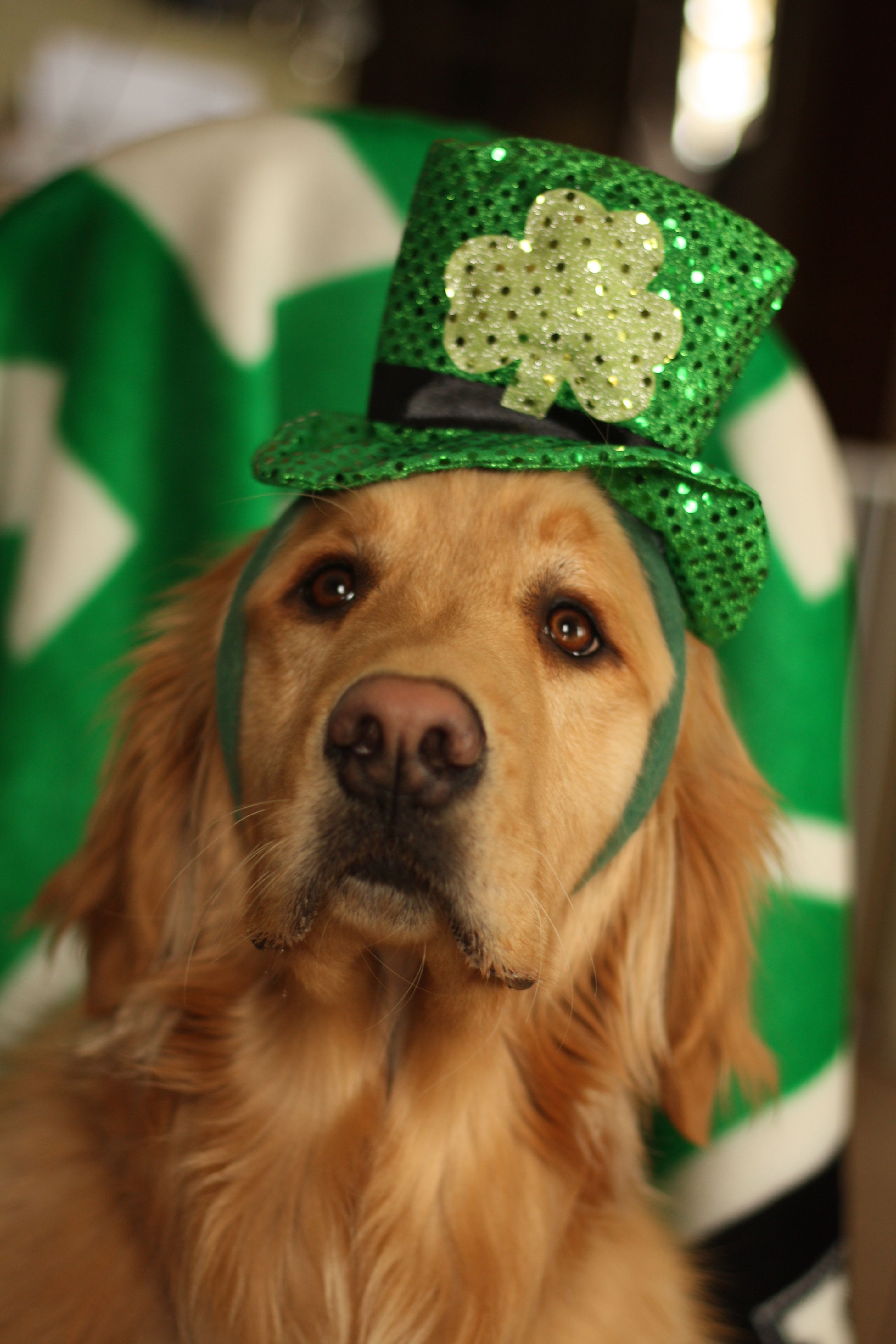 Green is my color! This Golden Retriever is set for St Patrick's