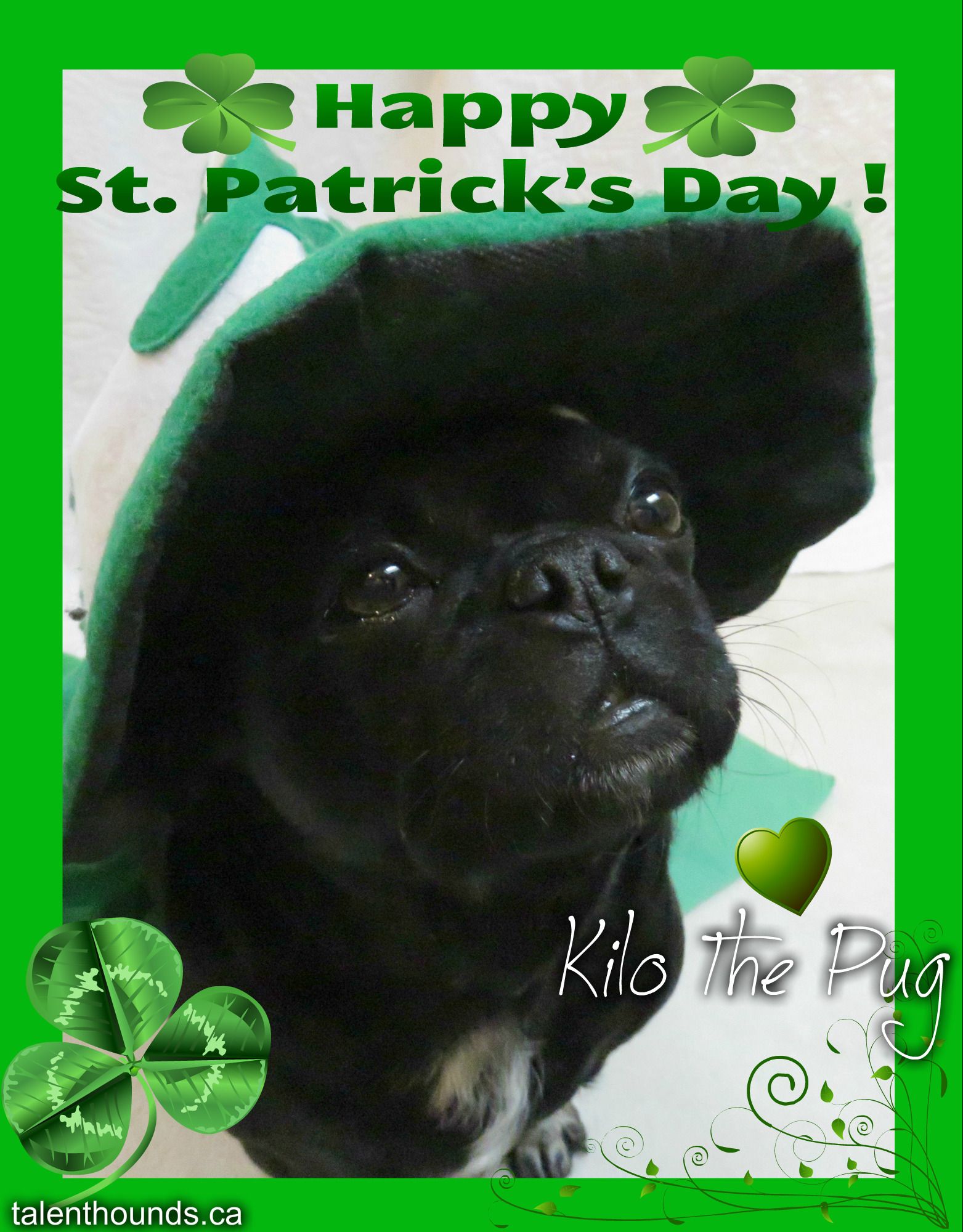 Happy St. Patrick's Day Love Kilo the Pug