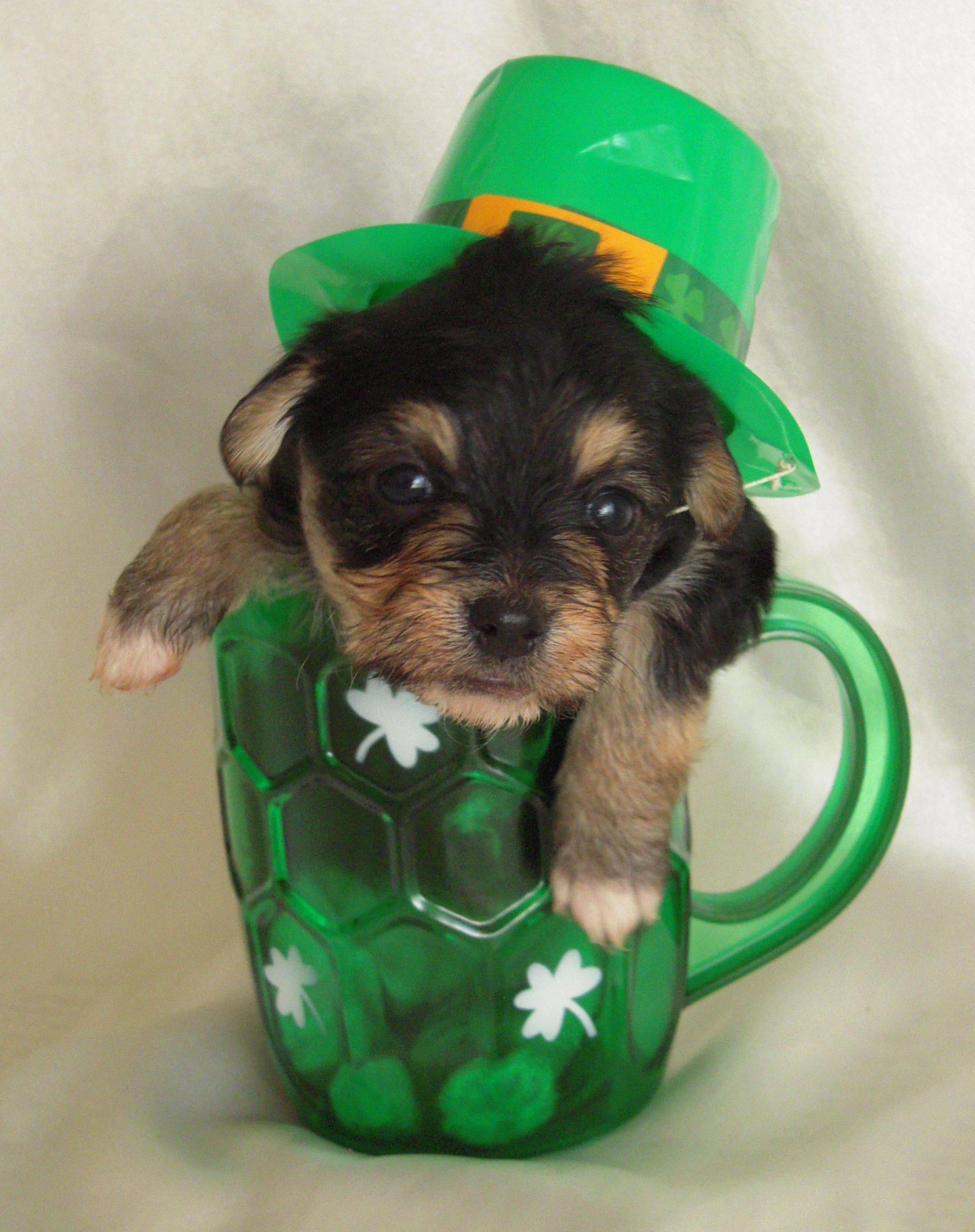 Best St. Patrick's Puppies image. Puppies, Pets, Cute animals