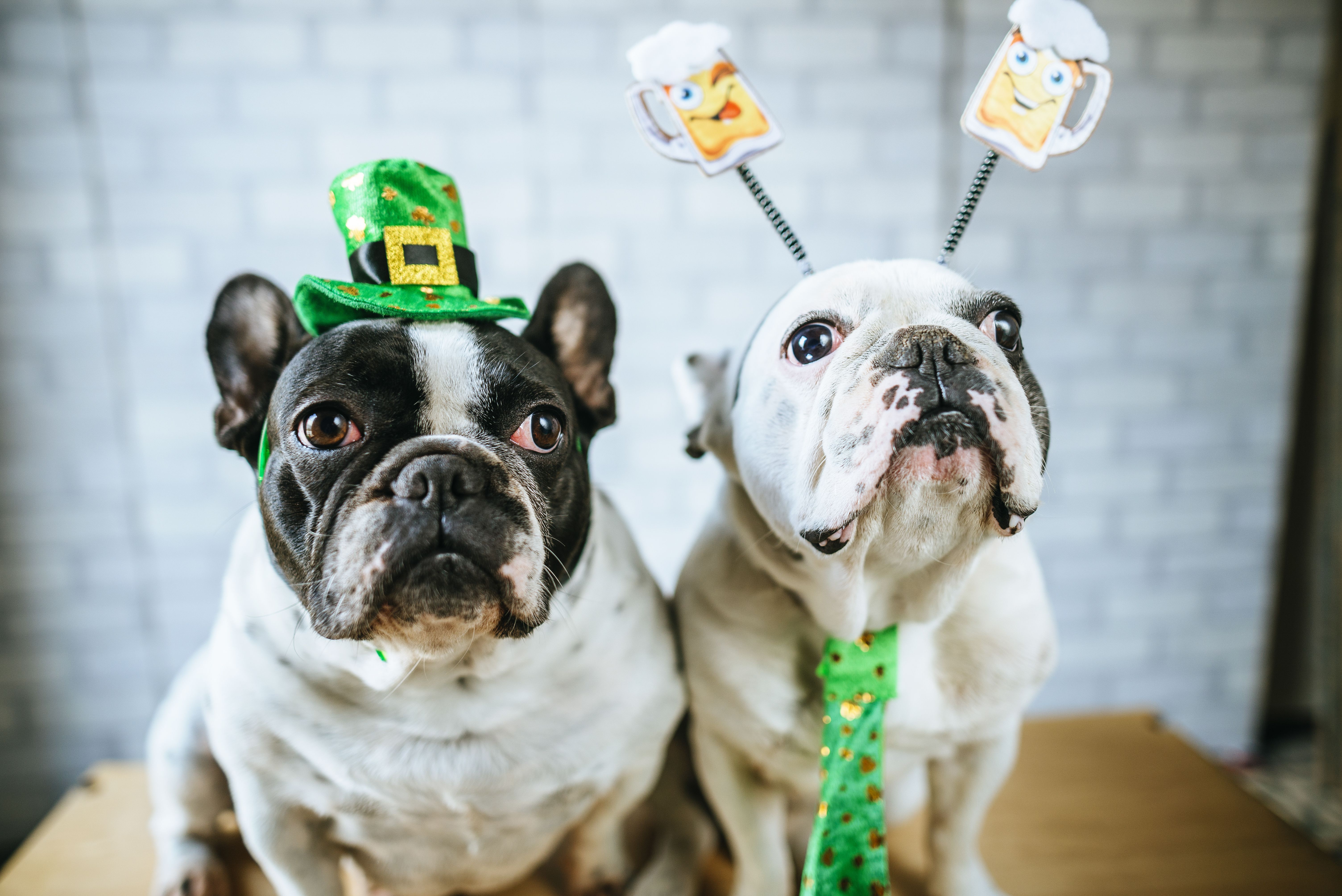 St Patrick s Day Pugs Wallpapers Wallpaper Cave