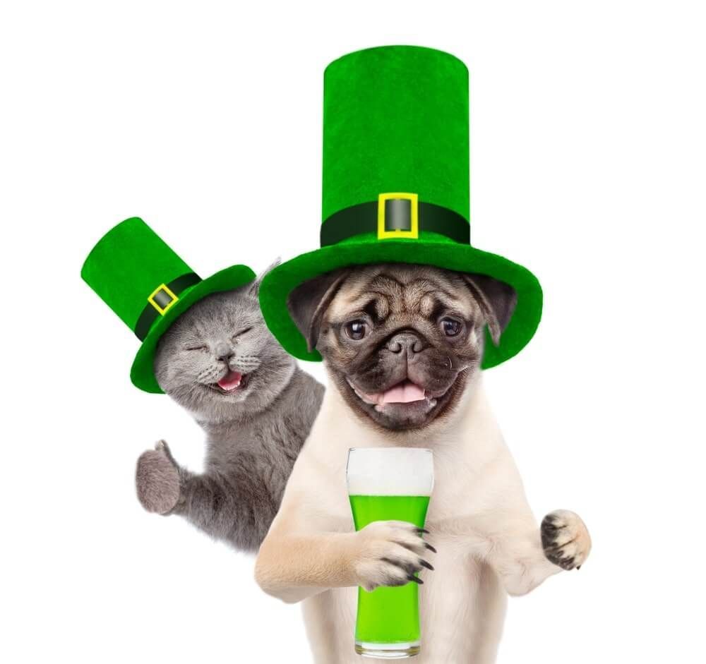 Funny St Patricks Day Picture Image Free Download. St patricks