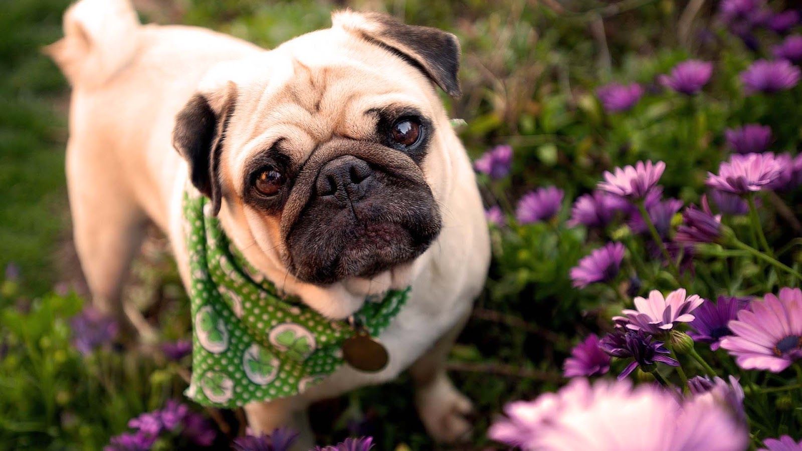 Cute Pug Puppies Wallpaper