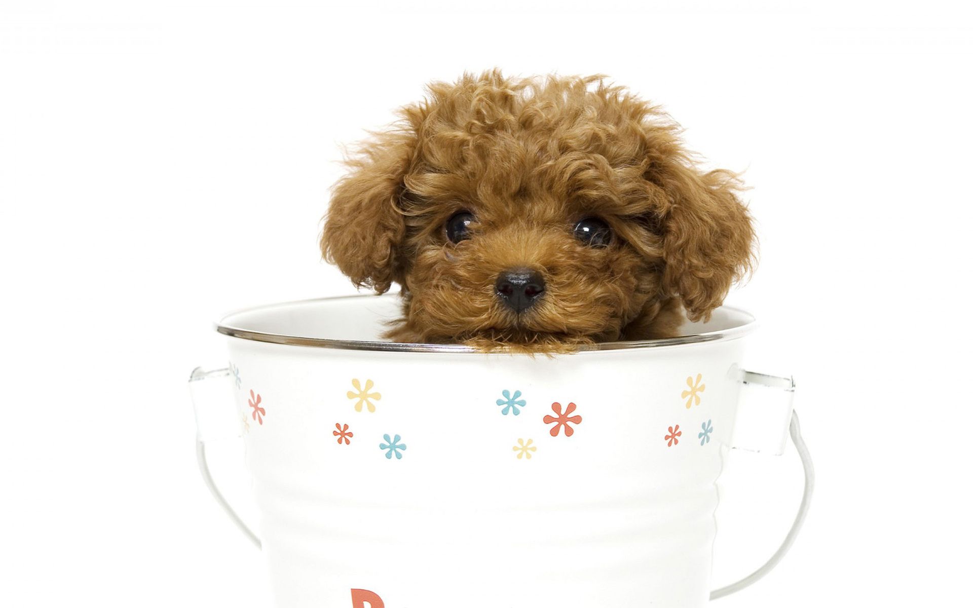 Teacup Poodle in a Teacup HD Wallpaper. Background Image