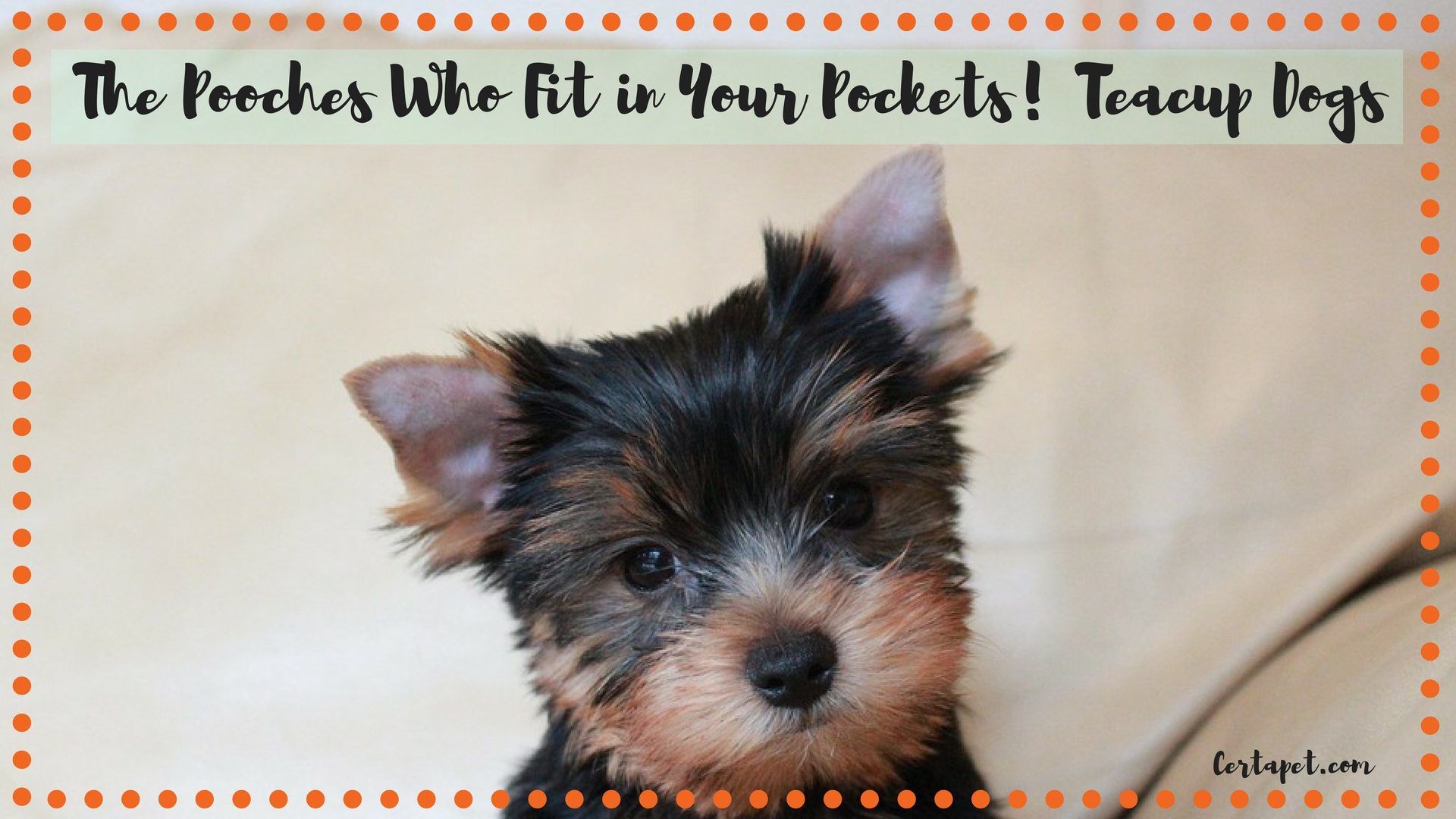 The Pooches Who Fit in Your Pockets! Teacup Dogs