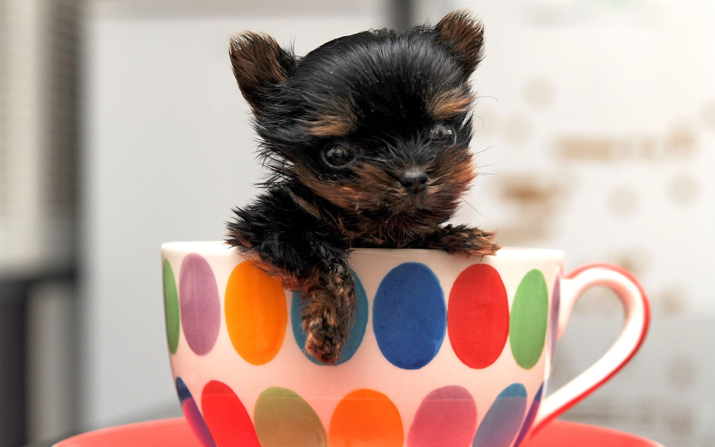 Dog organisations warn of craze for tiny 'teacup puppies' as
