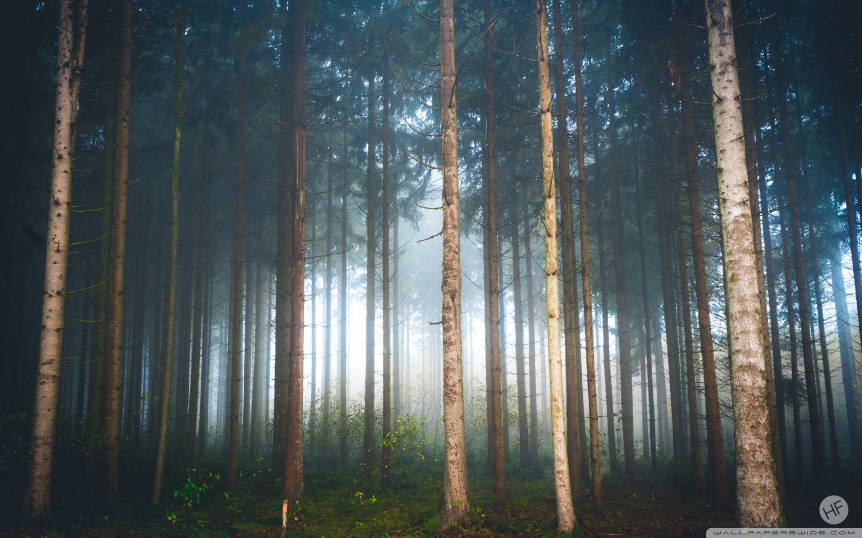 Mysterious Light, Foggy Forest Ultra HD Desktop Background