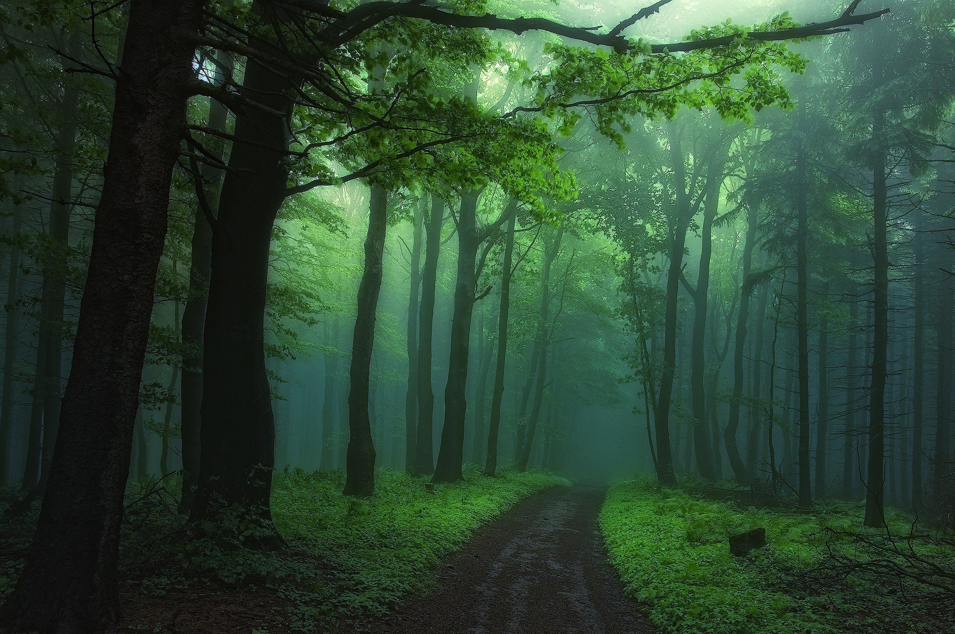 Path in Foggy Forest HD Wallpaper. Background Imagex1275