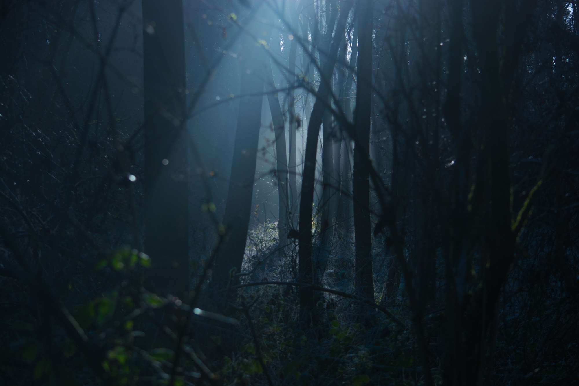 backlit #dark #dawn #environment #evening #fog #foggy #forest