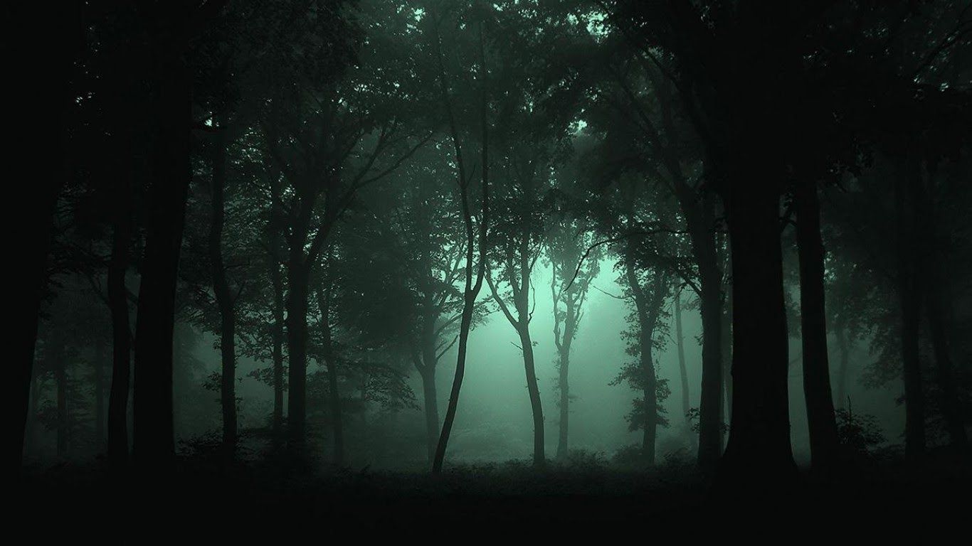 camping in the woods forest, Night forest