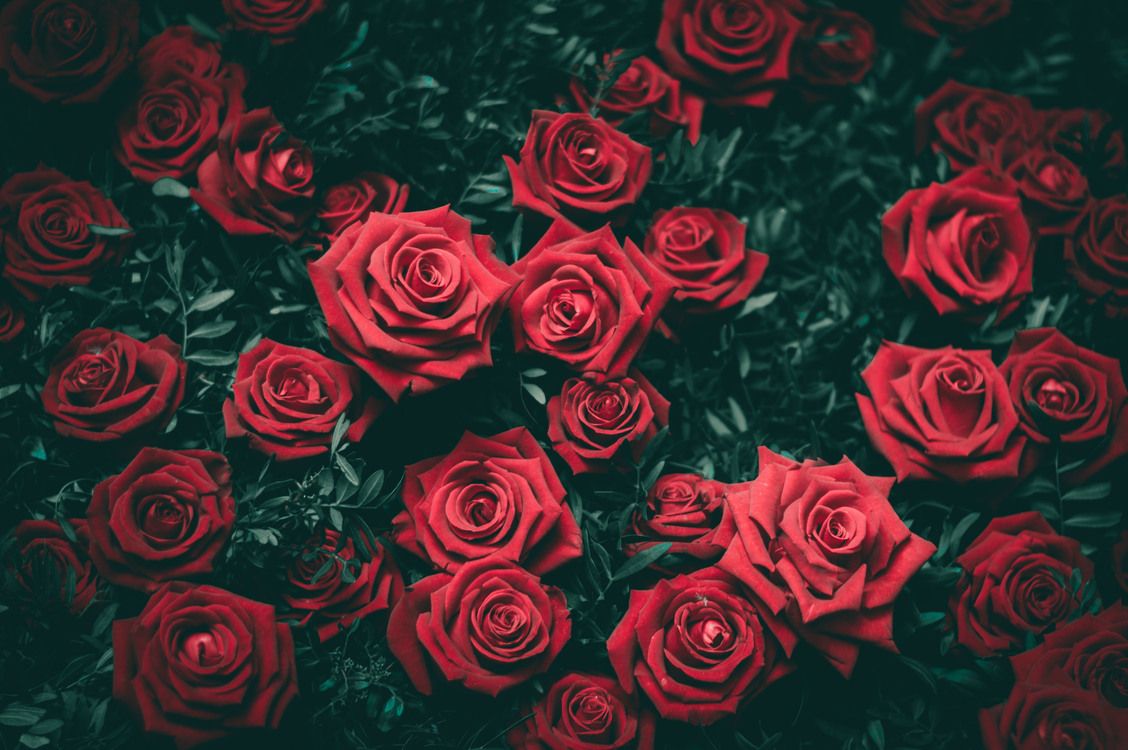 Free download Garden roses Desktop Wallpaper 4K resolution Flower