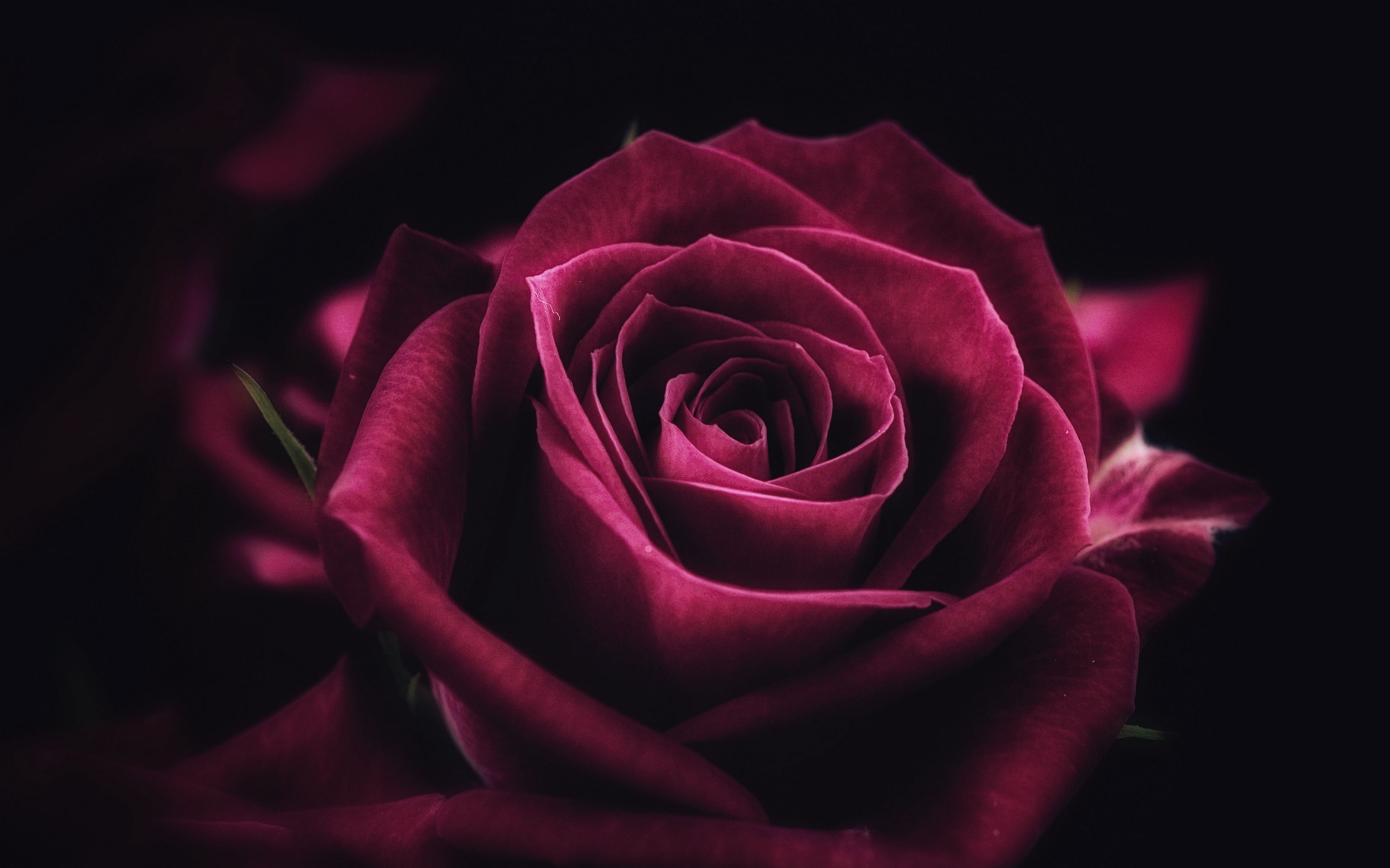 Free download Download wallpaper 3840x2400 rose flower close up