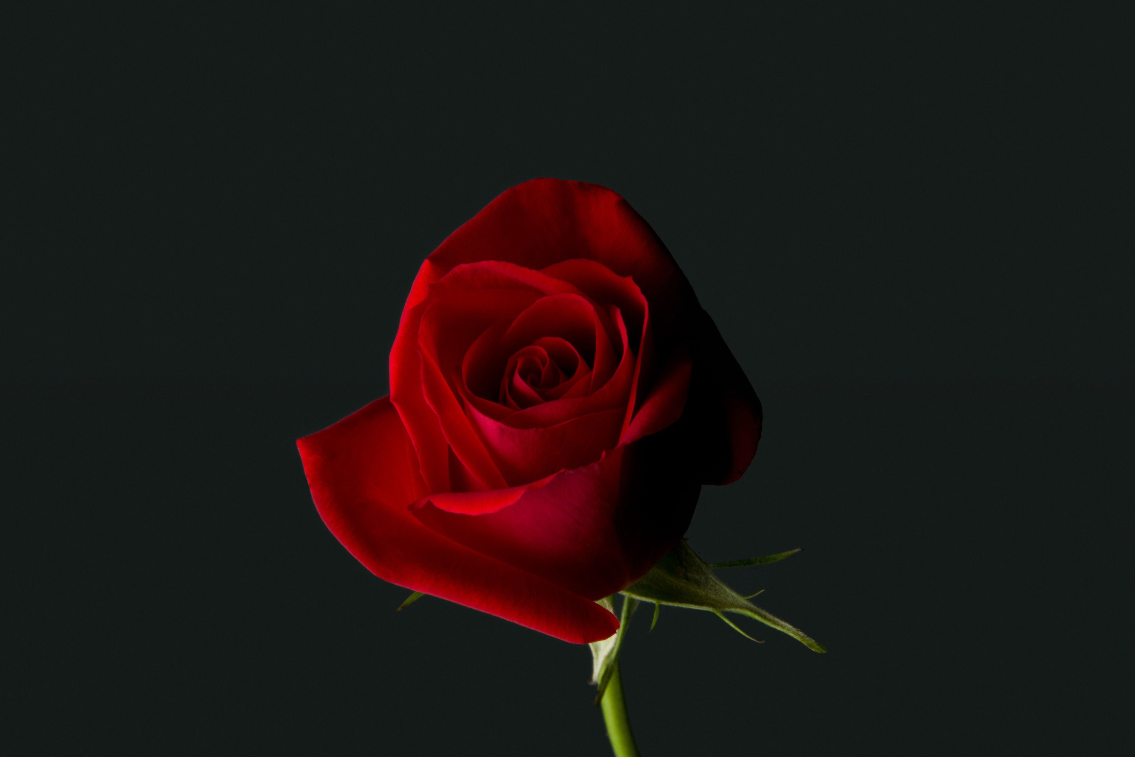 Beautiful Red Rose Flower, Beautiful Rose, Red HD phone wallpaper | Pxfuel
