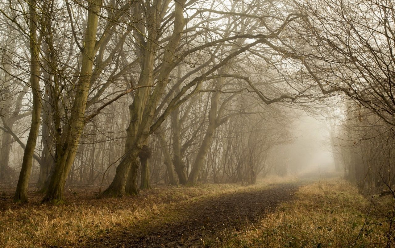 Bare Trees Forest Path Foggy wallpaper. Bare Trees Forest Path