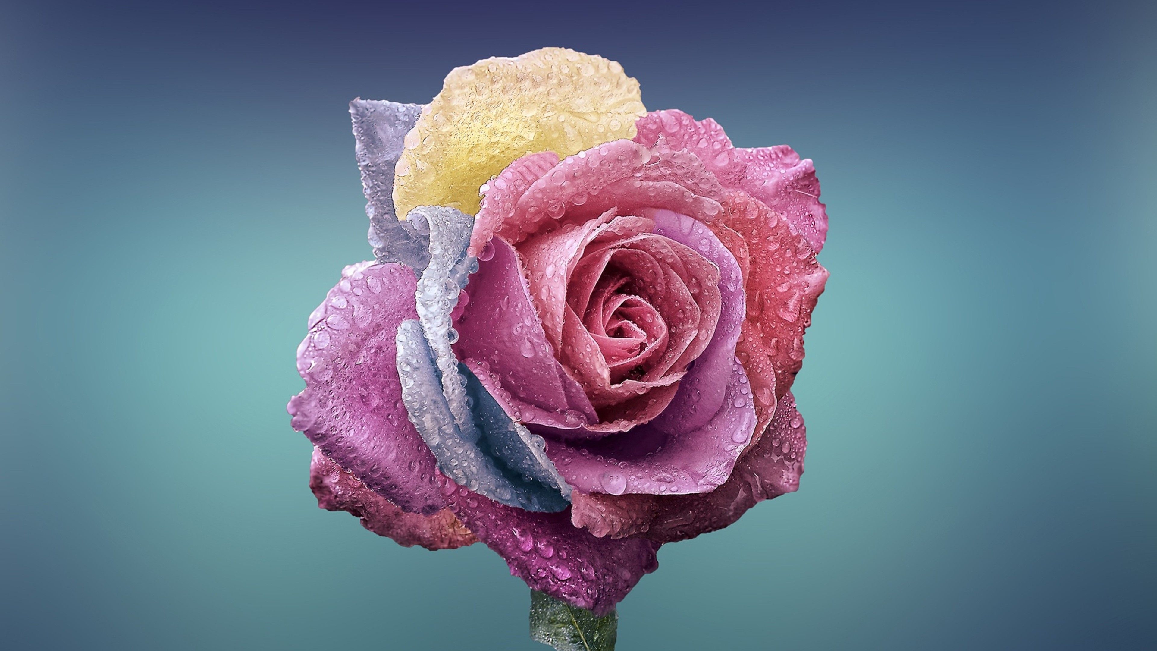 Wallpaper rose, flower, 4k, Nature