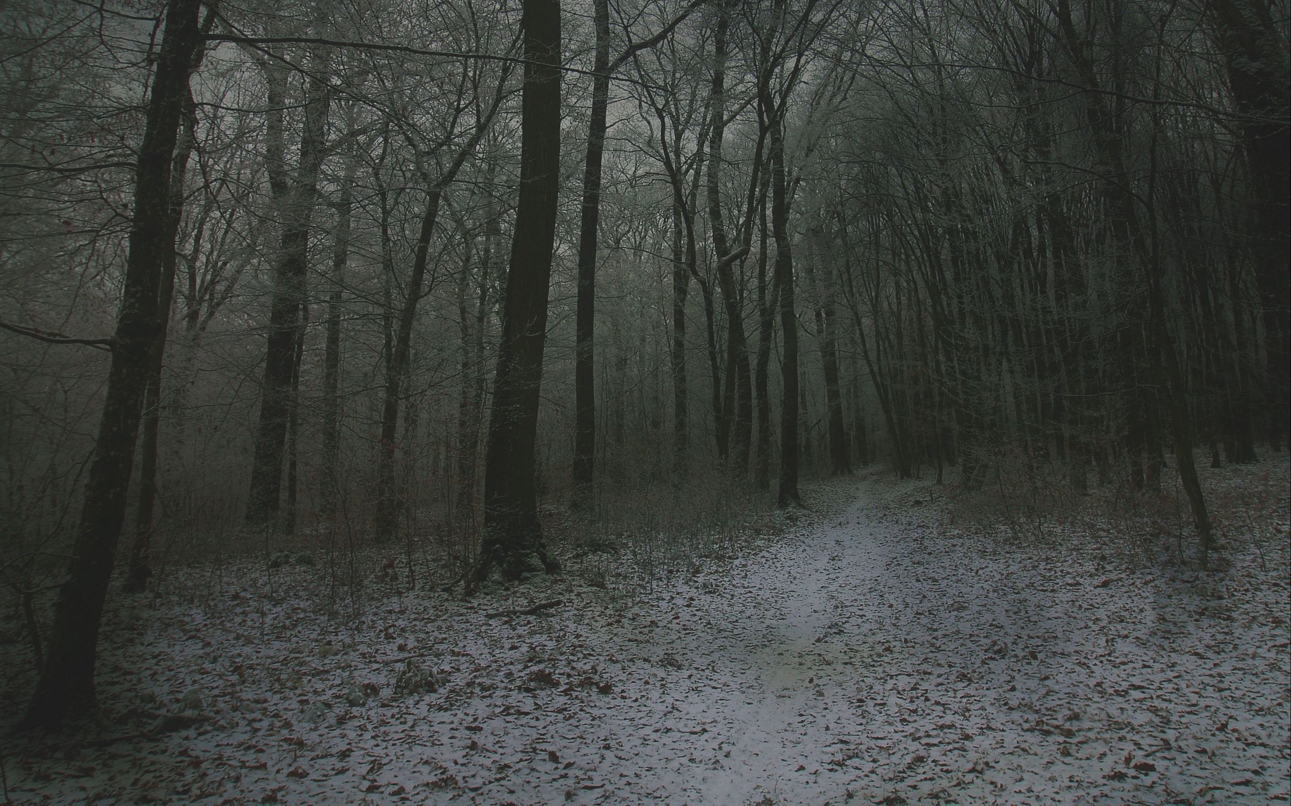 Download wallpaper 2560x1600 fog, forest, path, snow, autumn