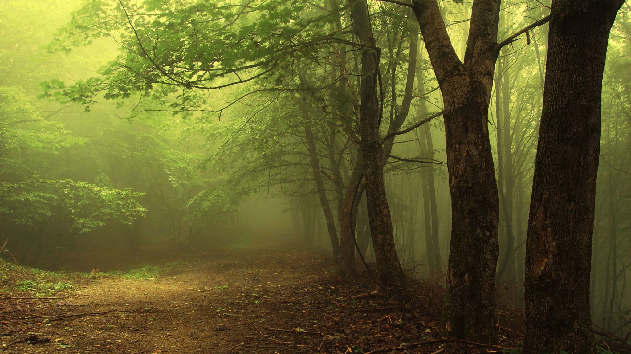Download 2048x1152 Mysterious Foggy Forest Fog Foggy Mist Nature