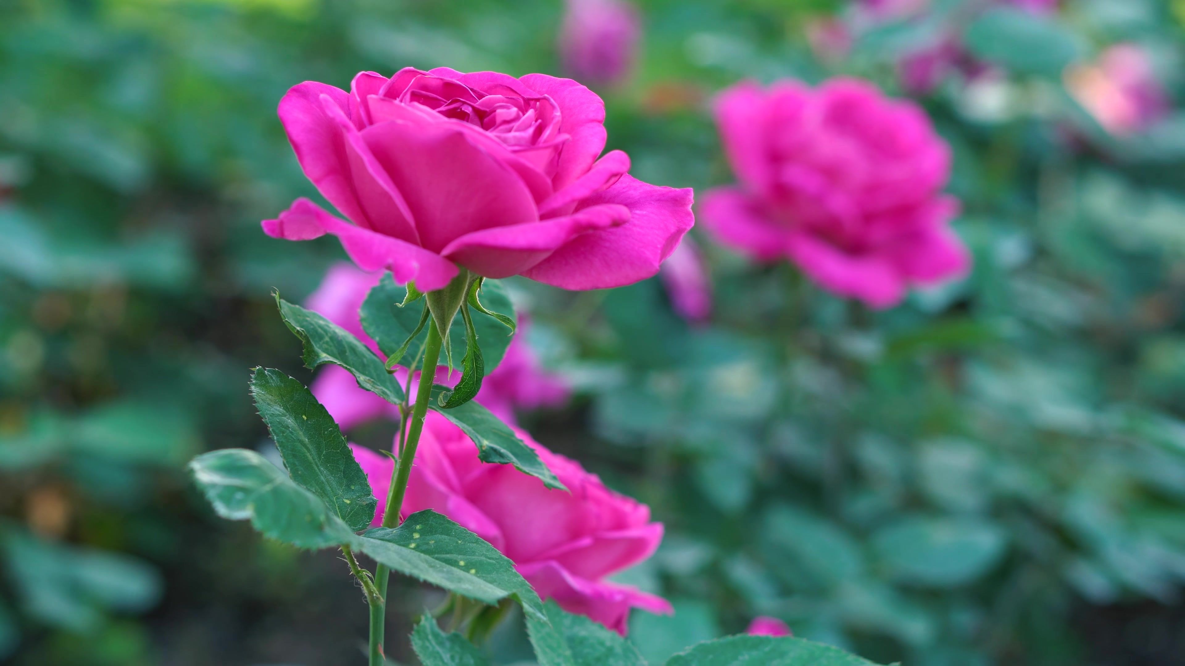 Pink Rose Flower 4K Ultra HD Wallpaper, Photo, Picture or Image