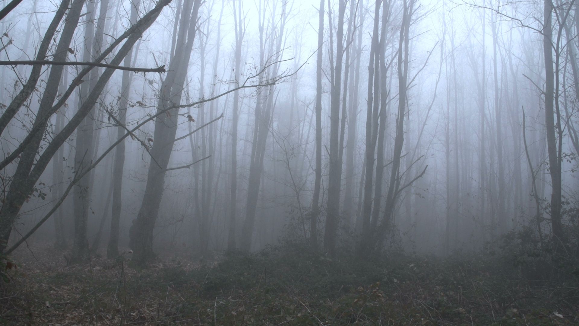 A scared mysterious man walking in a foggy forest Clip