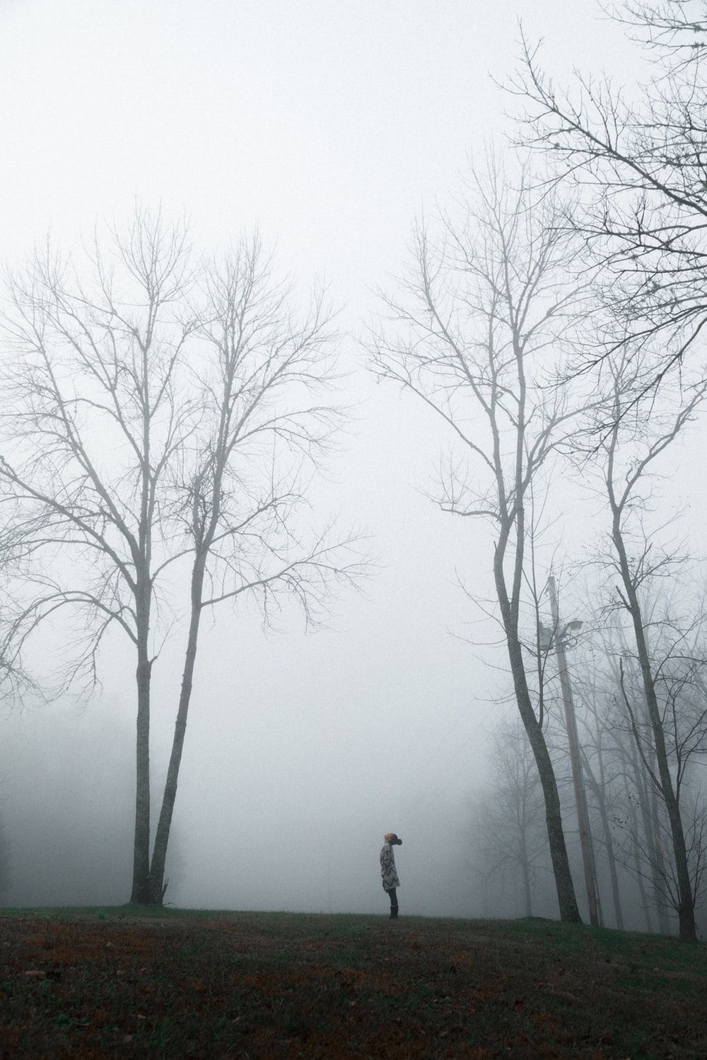 person in a foggy forest photo