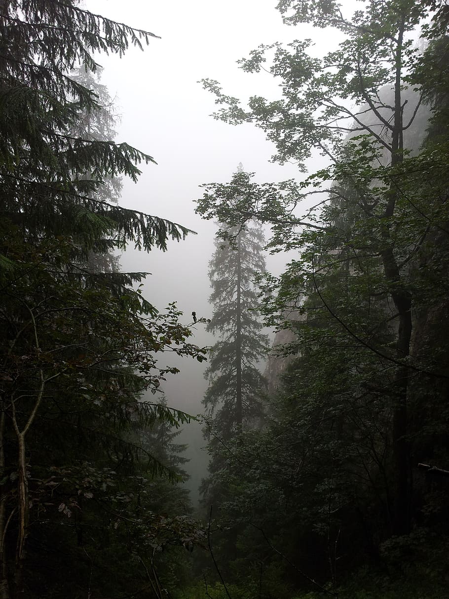 HD wallpaper: fog, forest, mountains, trees, nature, misty, dark