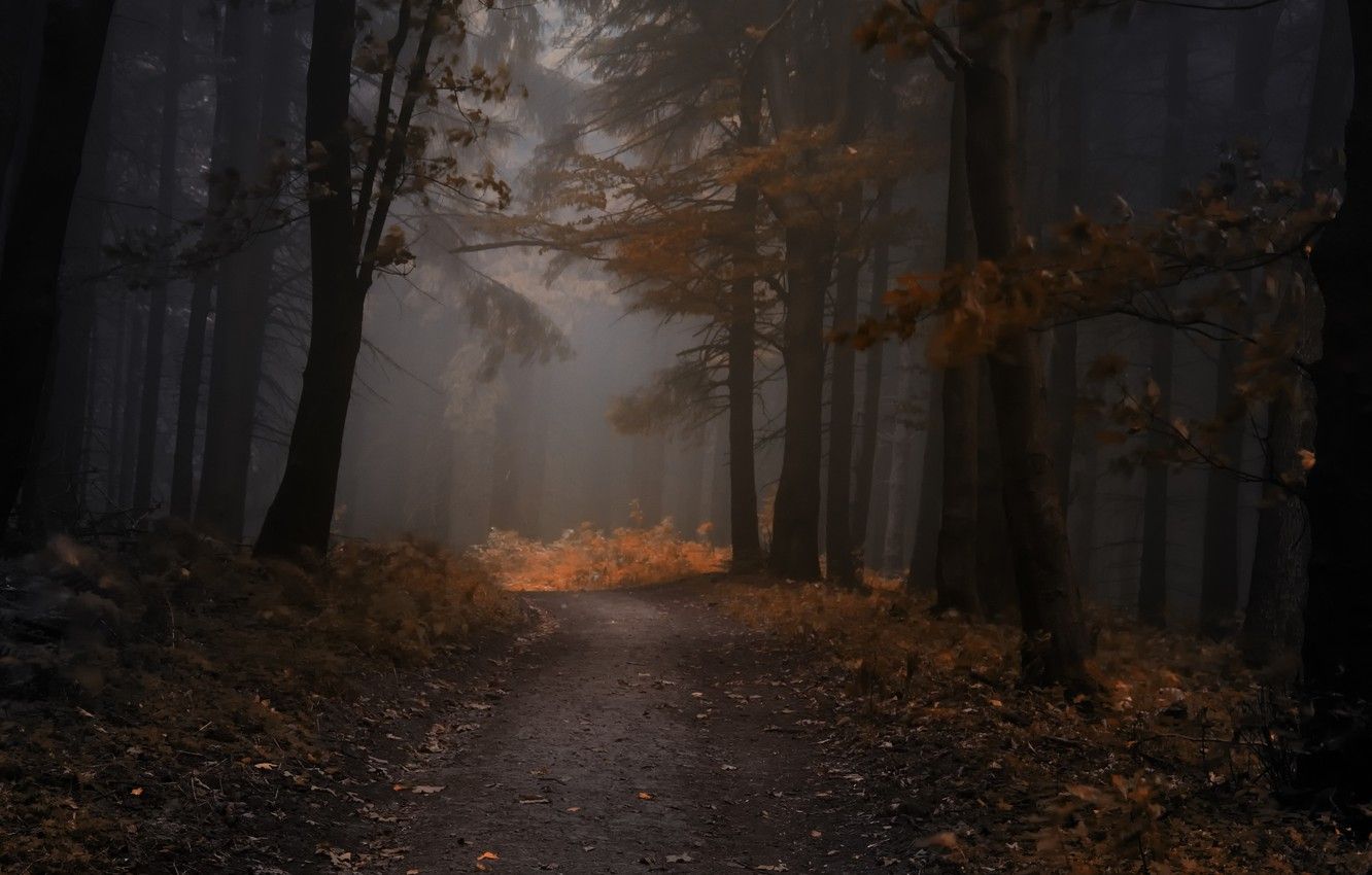 Wallpaper autumn, forest, leaves, trees, fog, the evening, forest