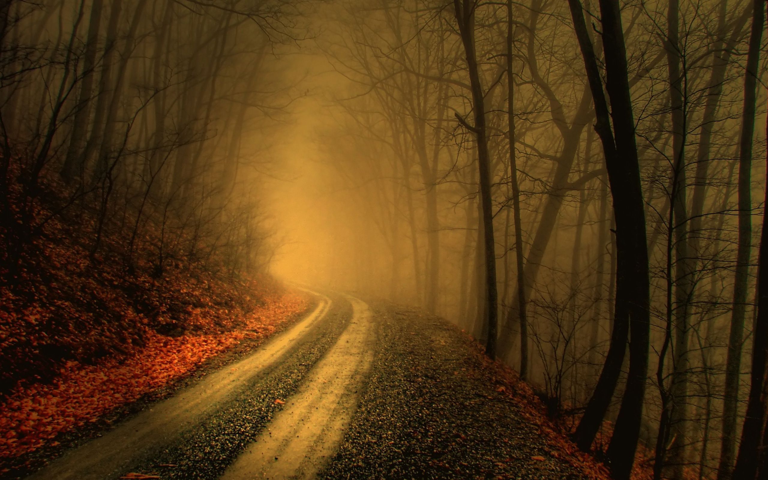 Autumn fog forests mist paths wallpaper - Quality