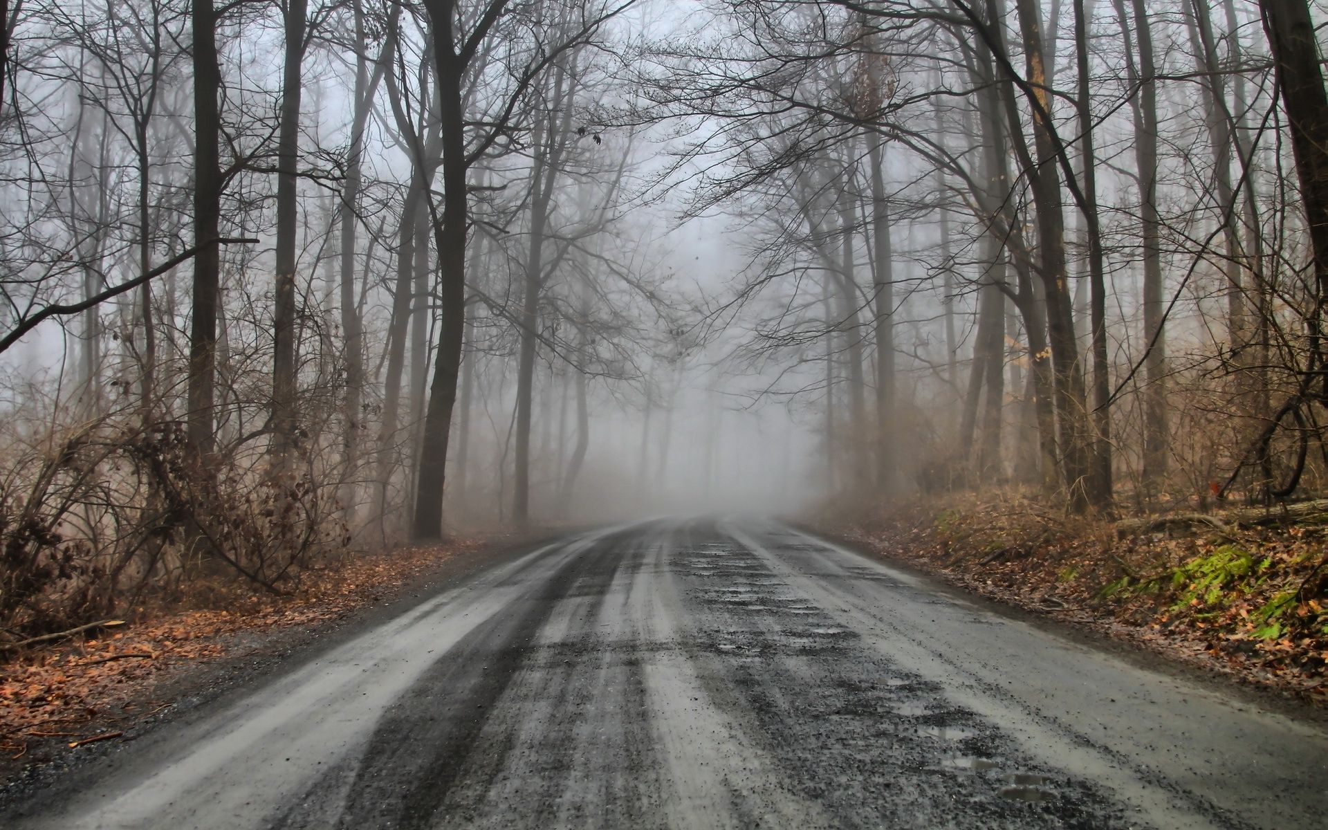 Mysterious Forest Road & Foggy wallpaper. Mysterious Forest Road