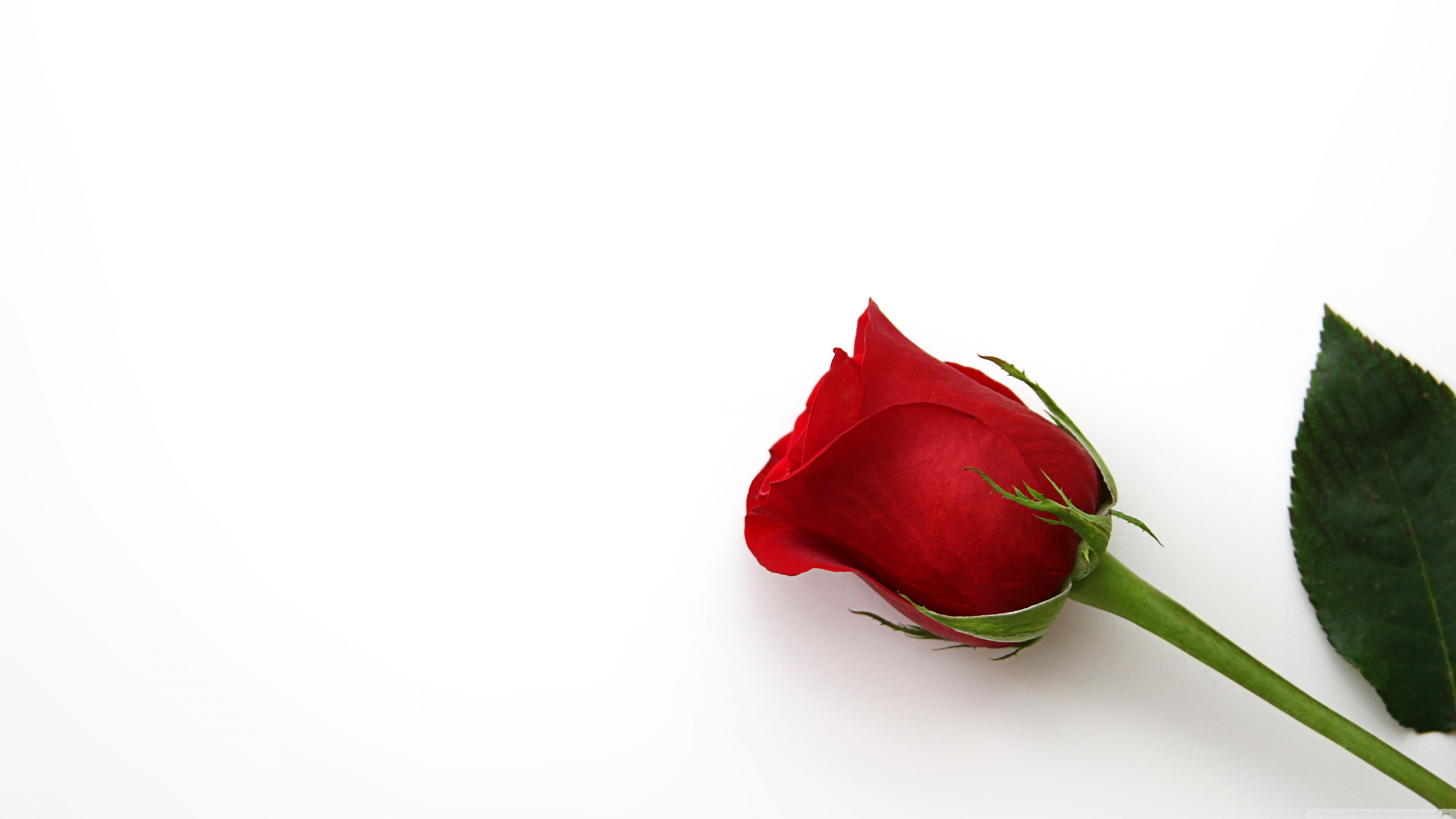 Free download Beautiful Red Rose Flower 4K HD Desktop Wallpaper