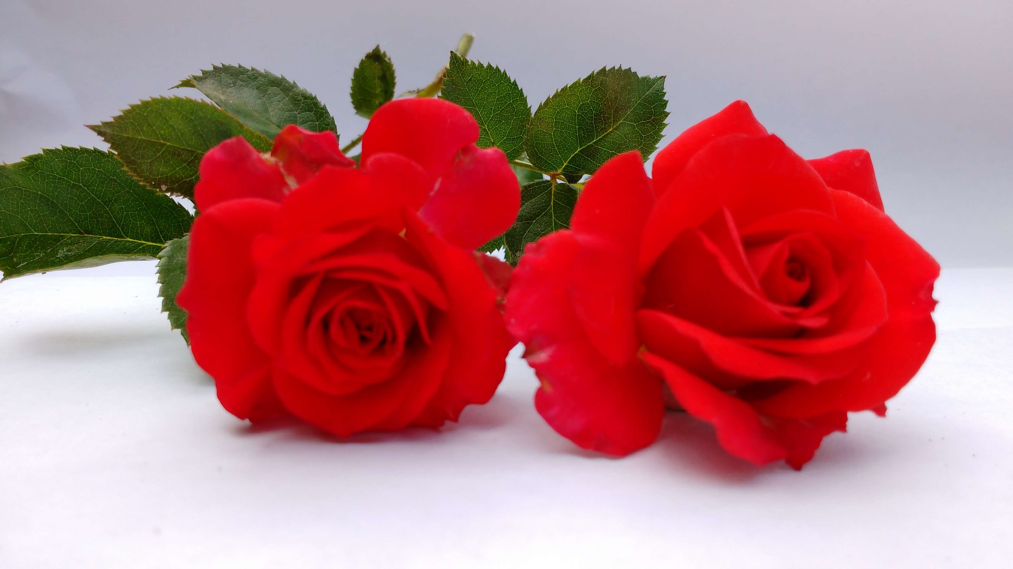 Free download flowers red roses 4k wallpaper and background