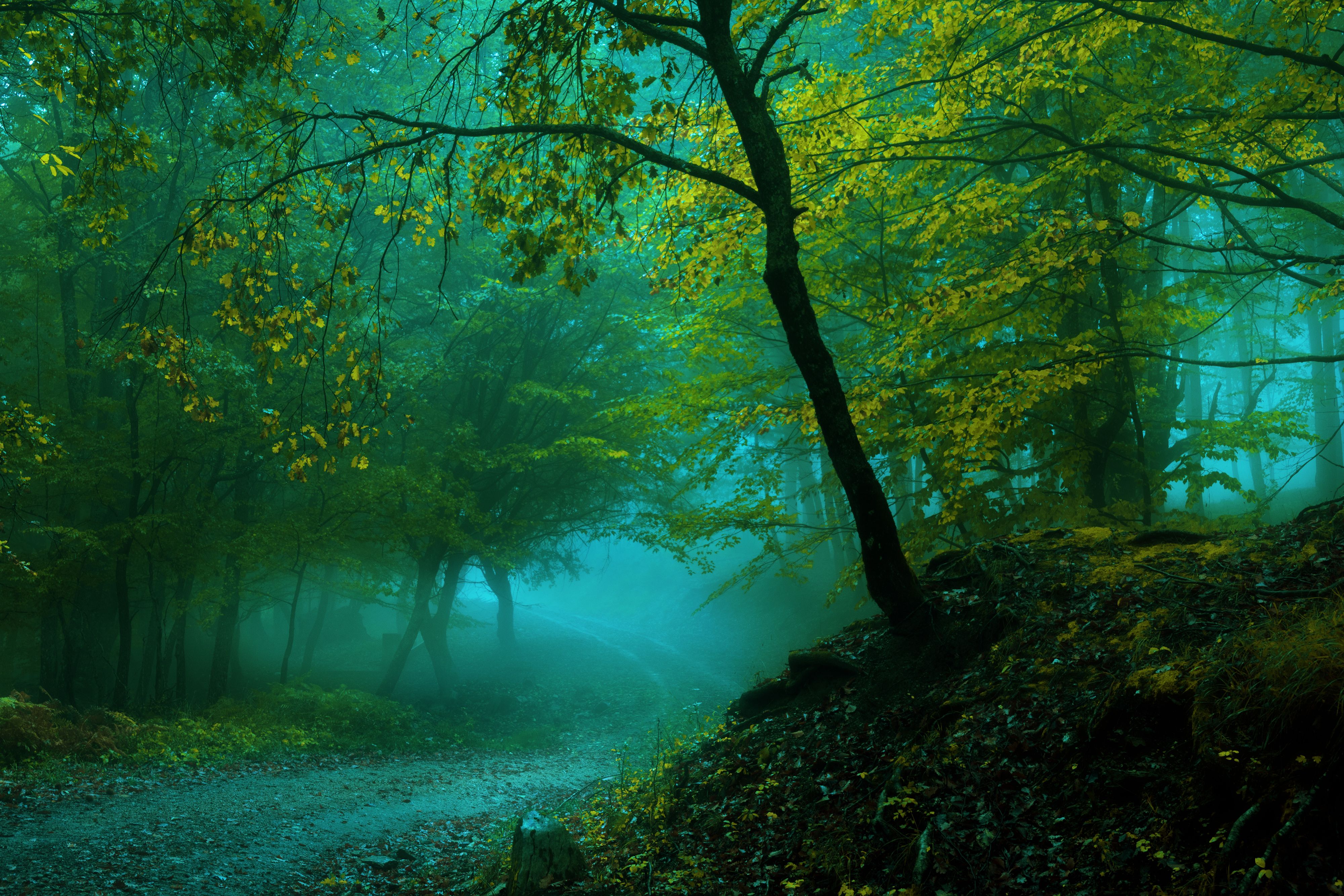 K, #Fog, #Pathway, #Forest, #Spring. Nature wallpaper