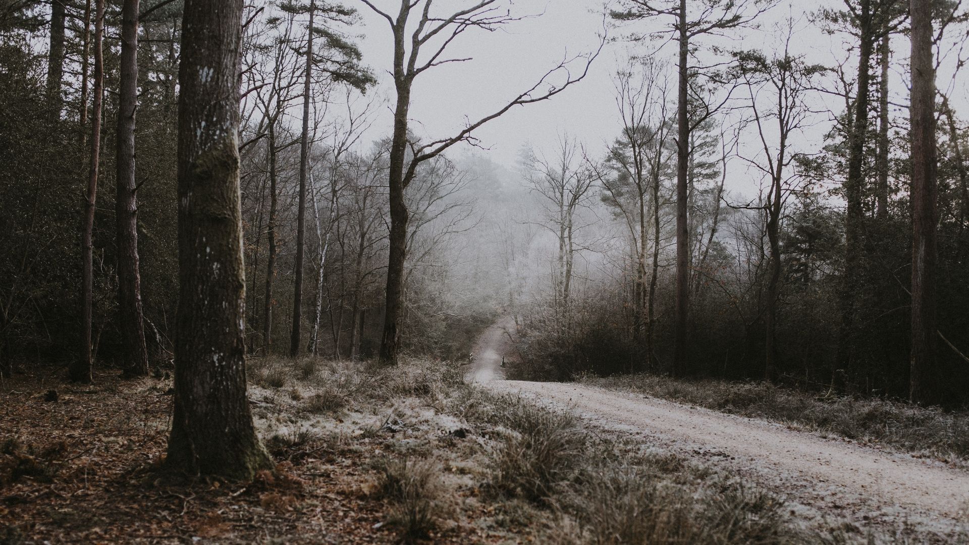 Download wallpaper 1920x1080 forest, path, fog, trees, frost