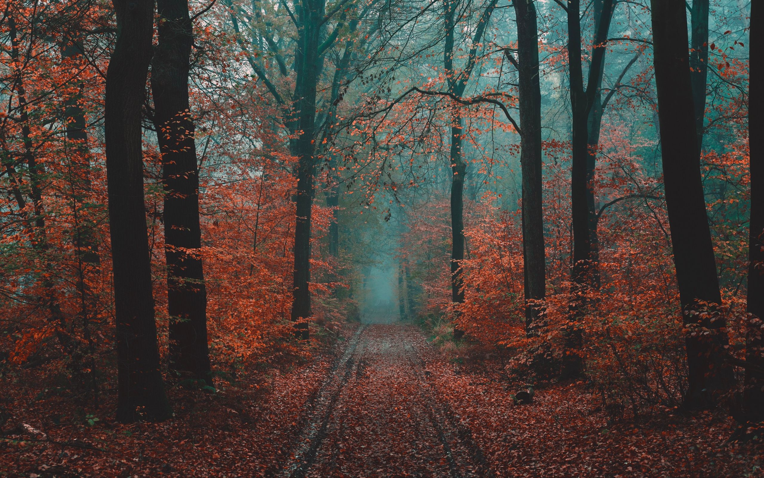 Download wallpaper 2560x1600 forest, path, fog, nature, autumn