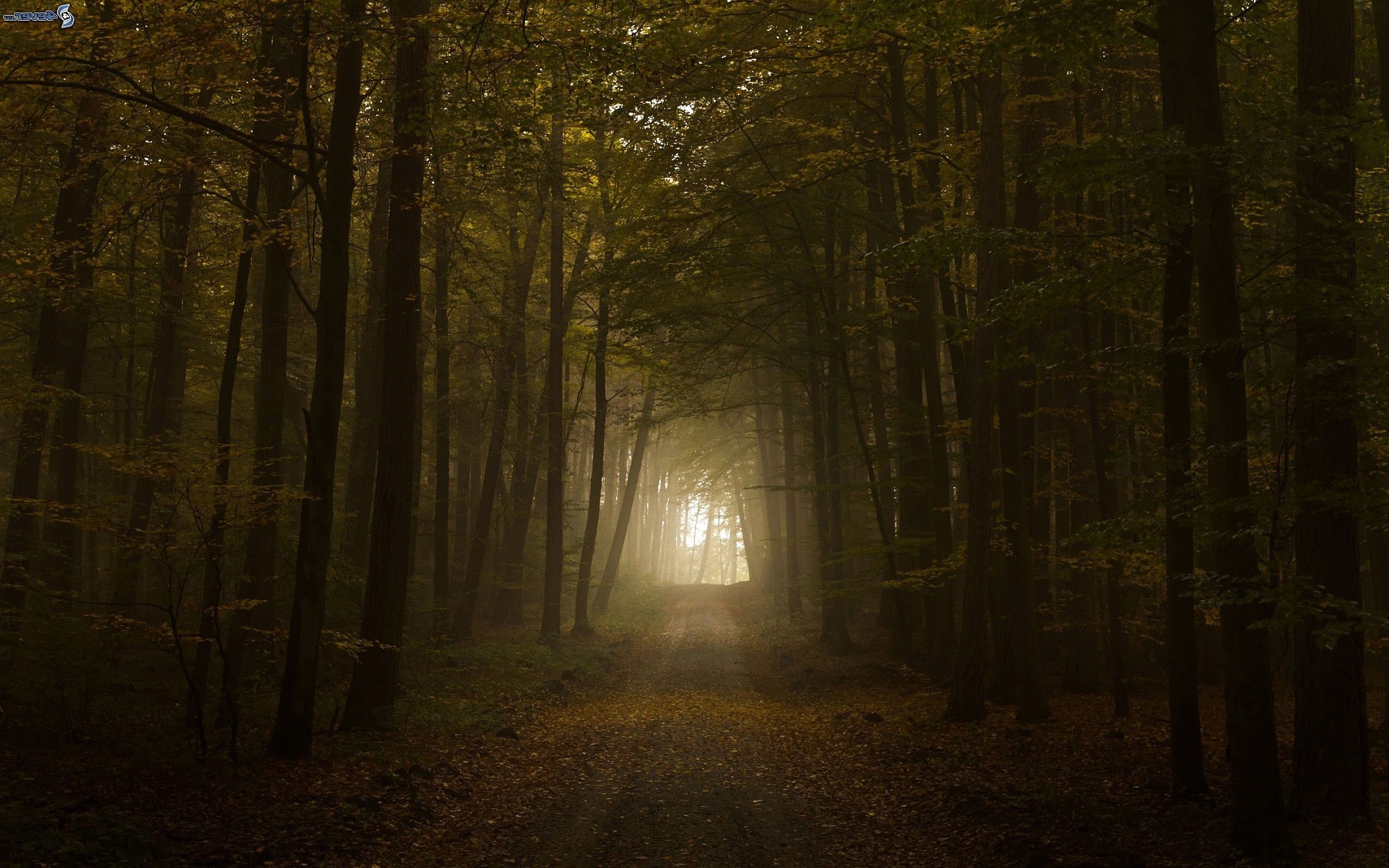 Dark weird wonderful forest through which you being a tourist or a