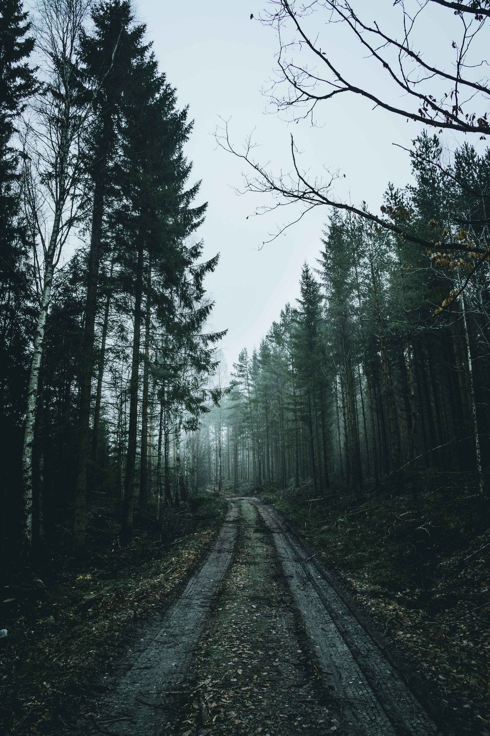 Foggy Forest Road Picture. Download Free Image