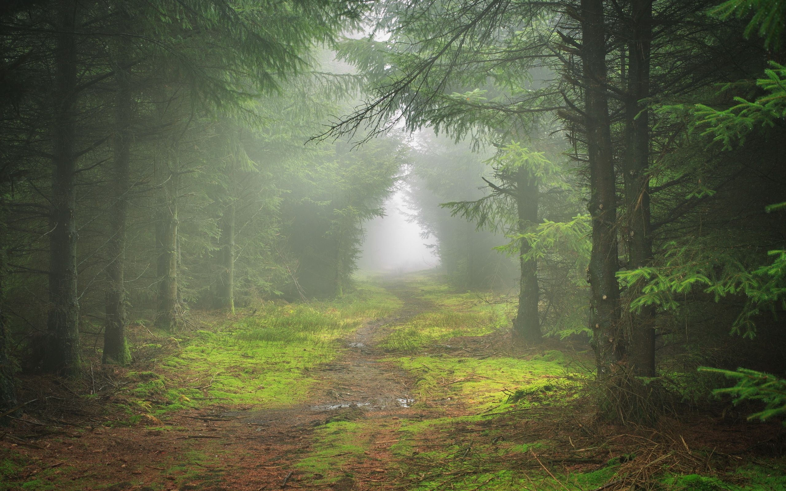 Forest Path Fog Wallpapers - Wallpaper Cave