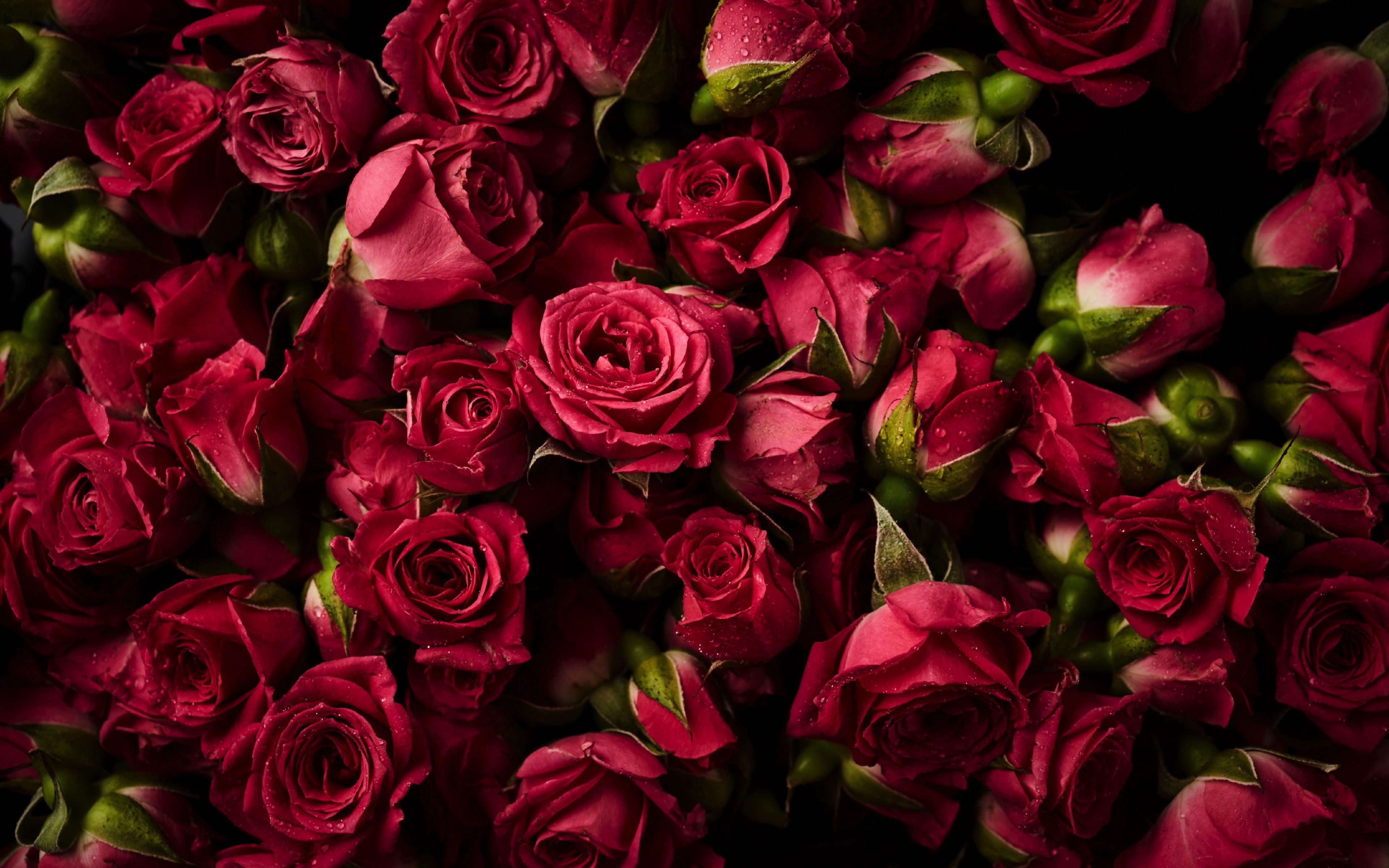 Download 3840x2400 wallpaper pink roses, buds, flowers, 4k, ultra