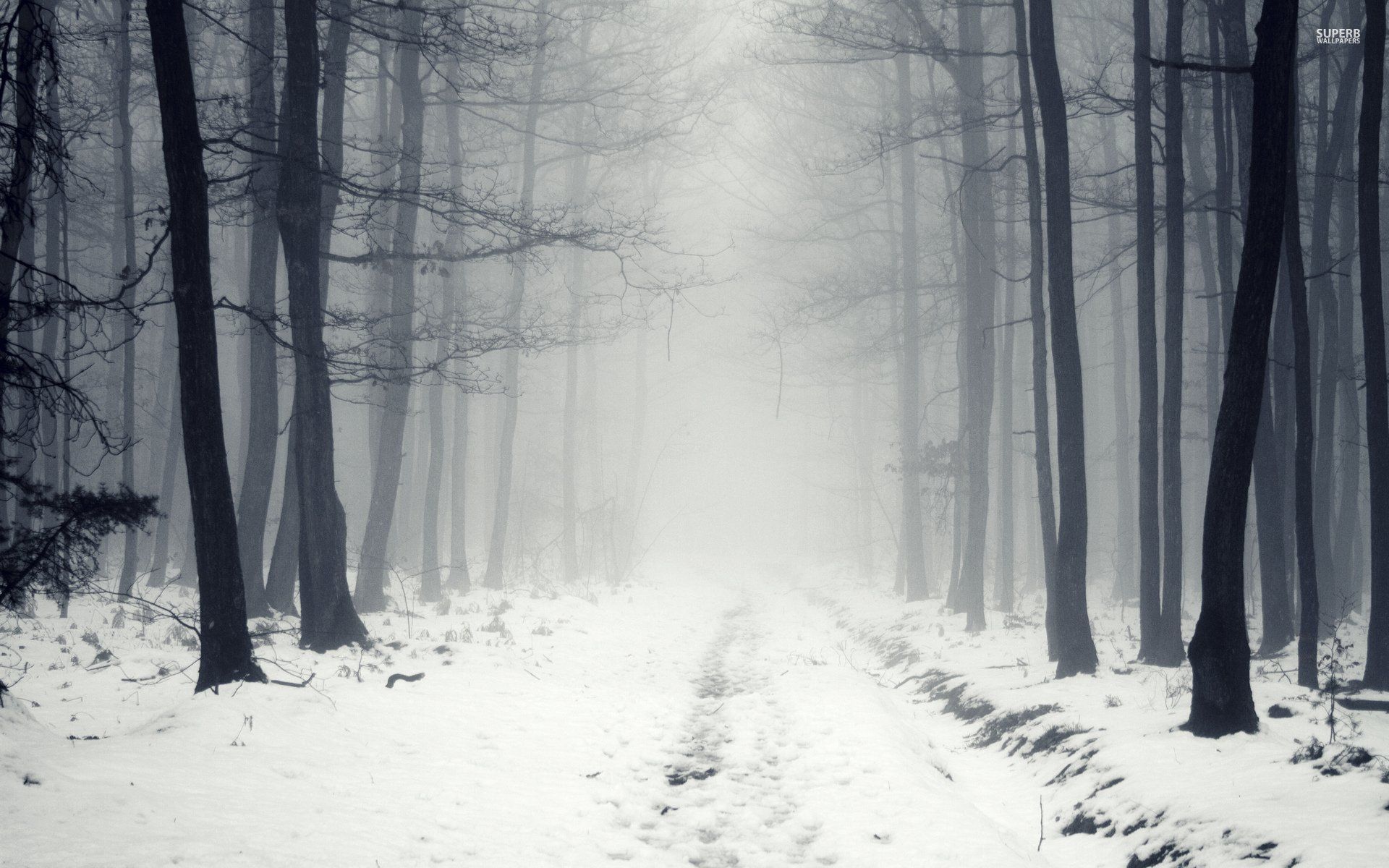 Snowy Path in The Foggy Forest 16783 HD wallpaper