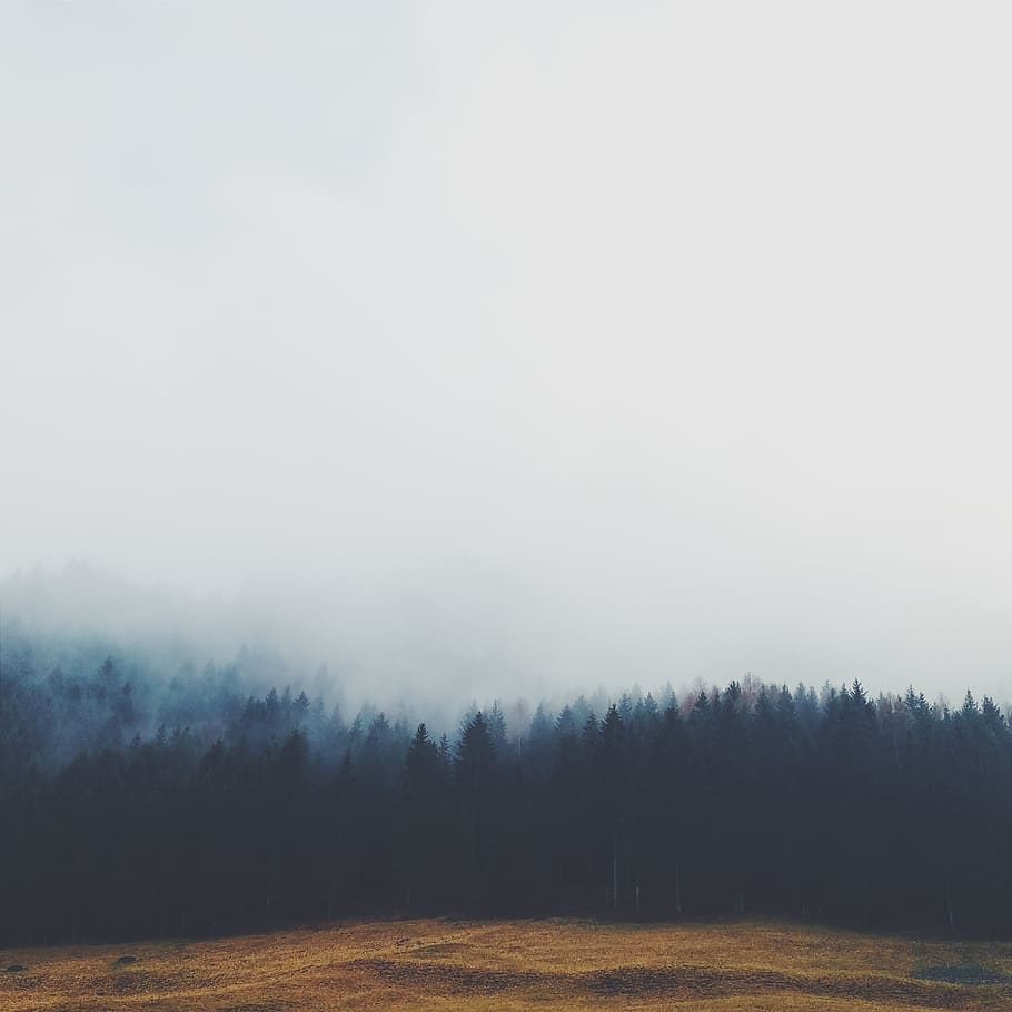 HD wallpaper: forest, trees, fog, mist, clouds, dark, mysterious