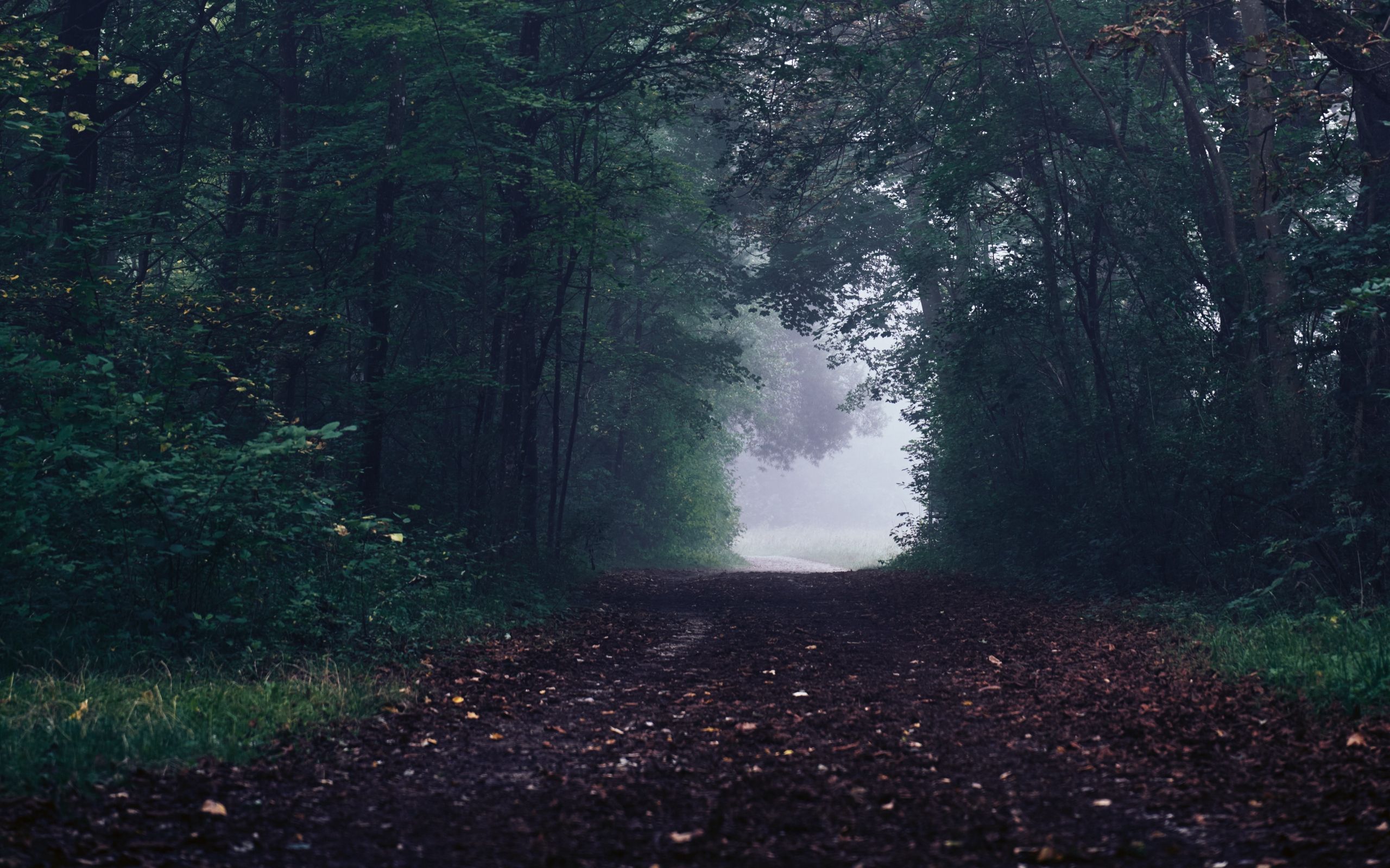 Download wallpaper 2560x1600 forest, path, fog, trees, gloomy