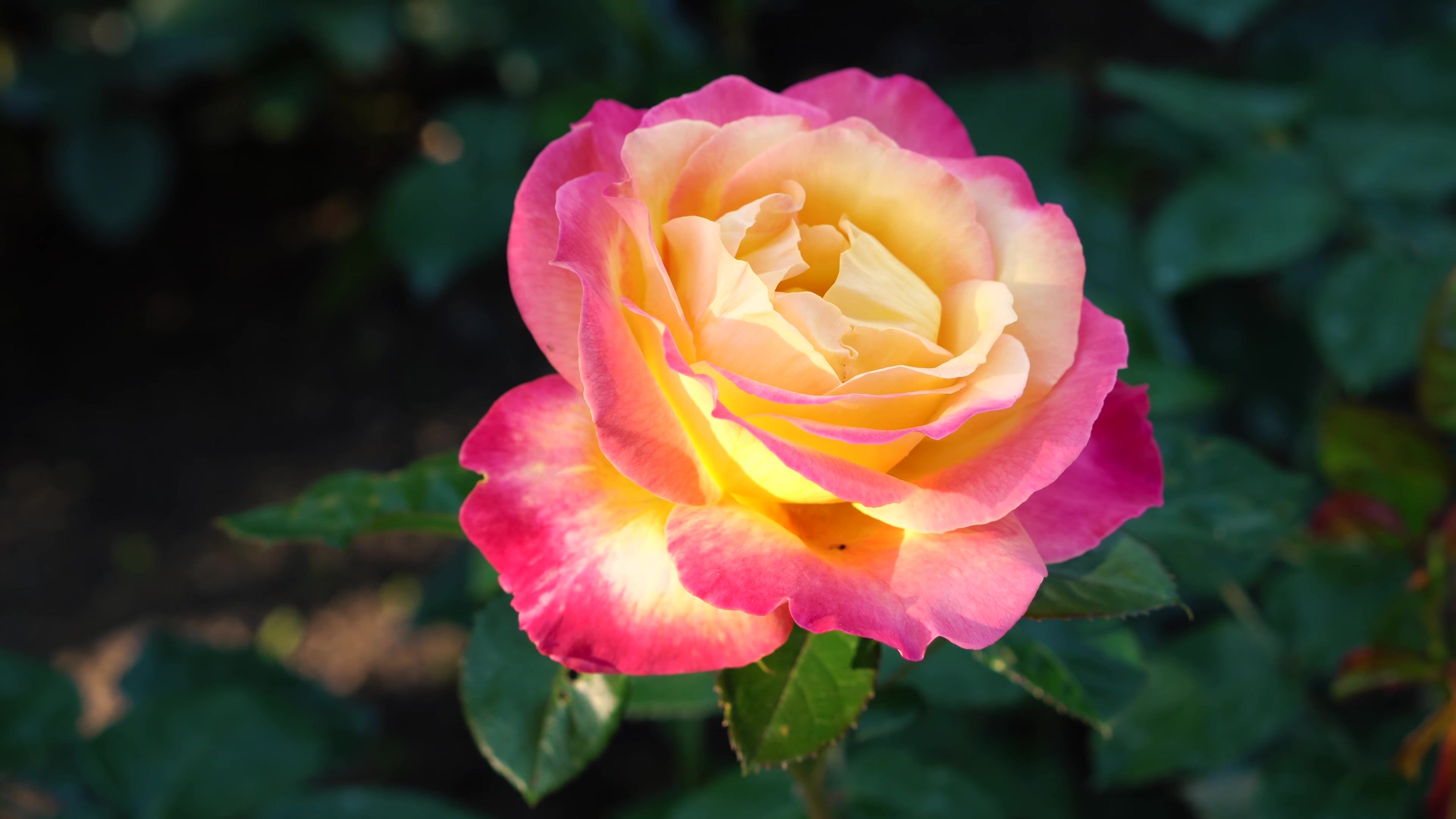 Pink + Yellow Rose Flower 4K Ultra HD Wallpaper, Photo, Picture